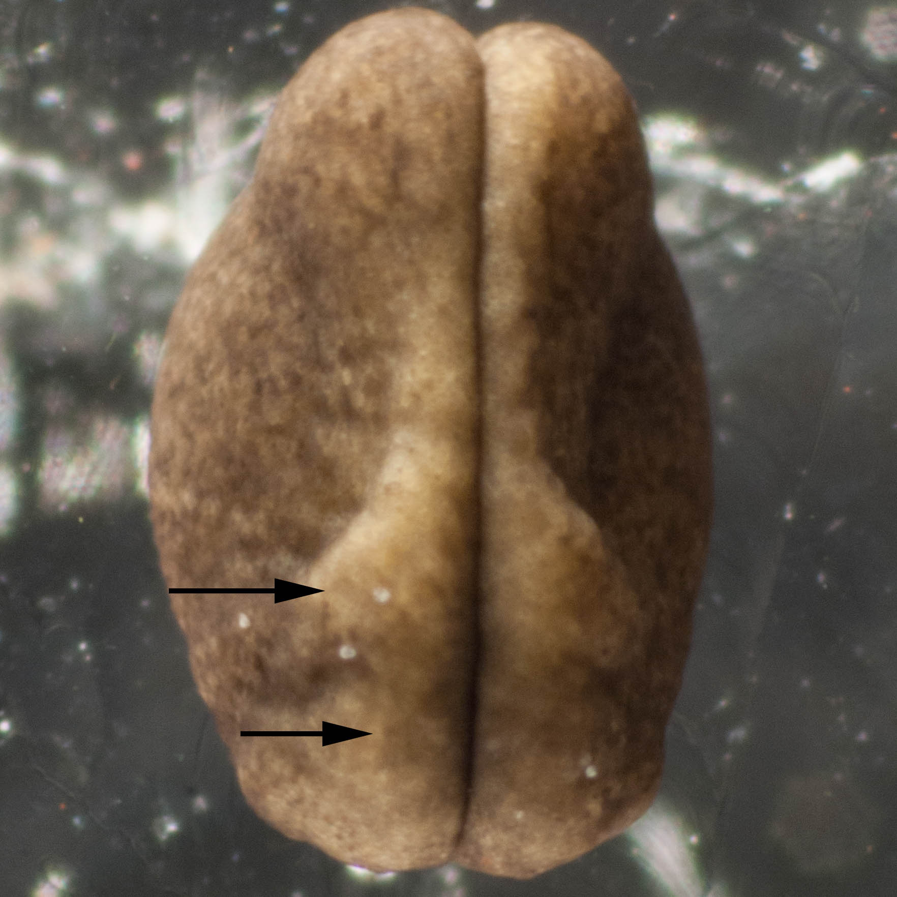 Image 18. The folds have come together at the midline along the whole length of the embryo. Soon they will fuse to form a tube just under the skin. This tube is the forerunner of the brain and spinal cord. The bulge shown by the lower arrow becomes the brain. The other bulge, indicated by the upper arrow, becomes the external gills. 