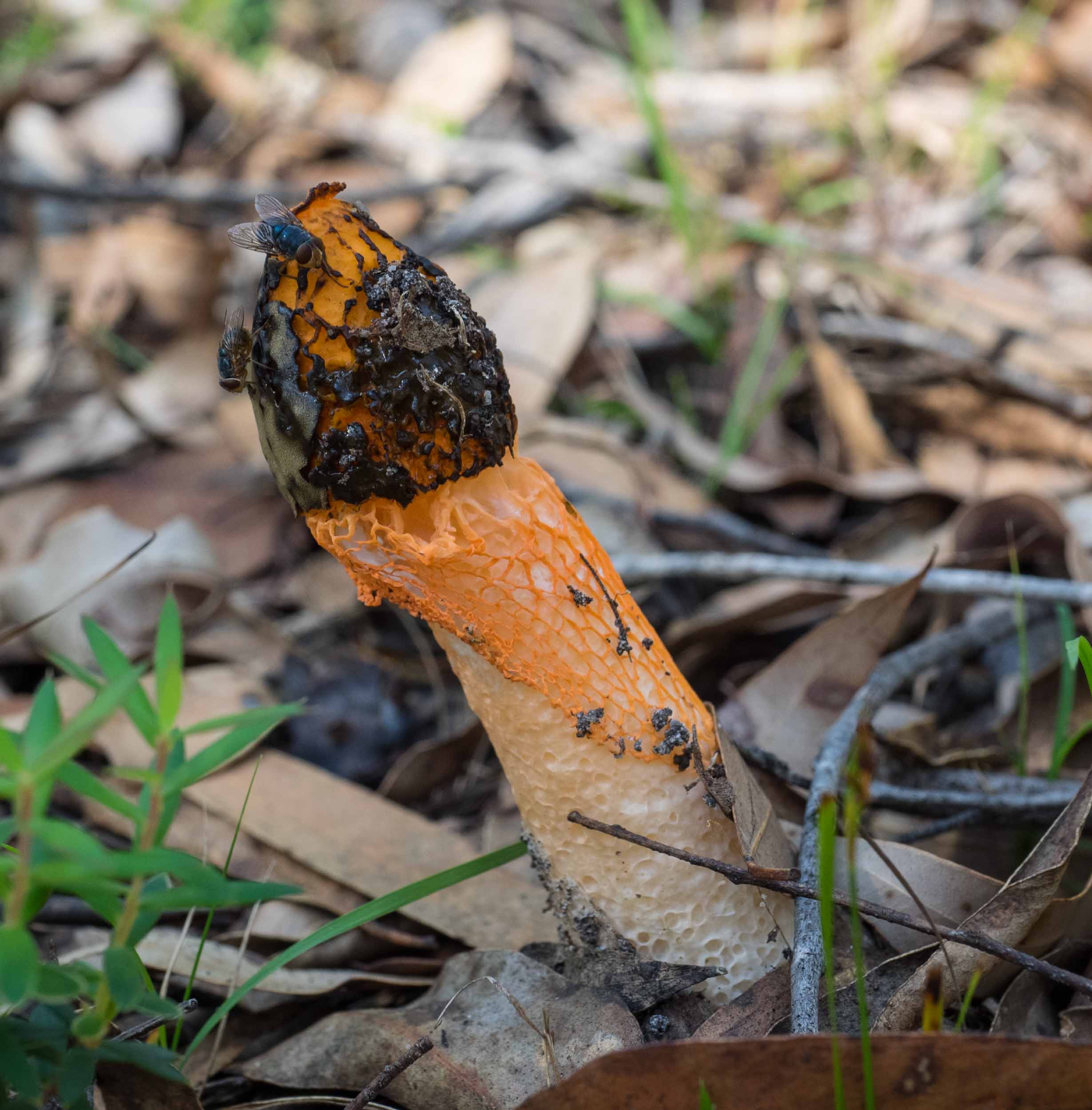 Bluebottle Blowflies ( Calliphora vicina ) are feasting on the slime of this specimen.