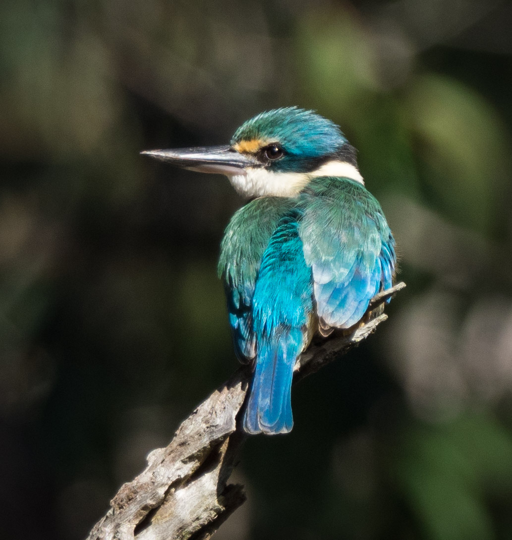 Sacred Kingfisher