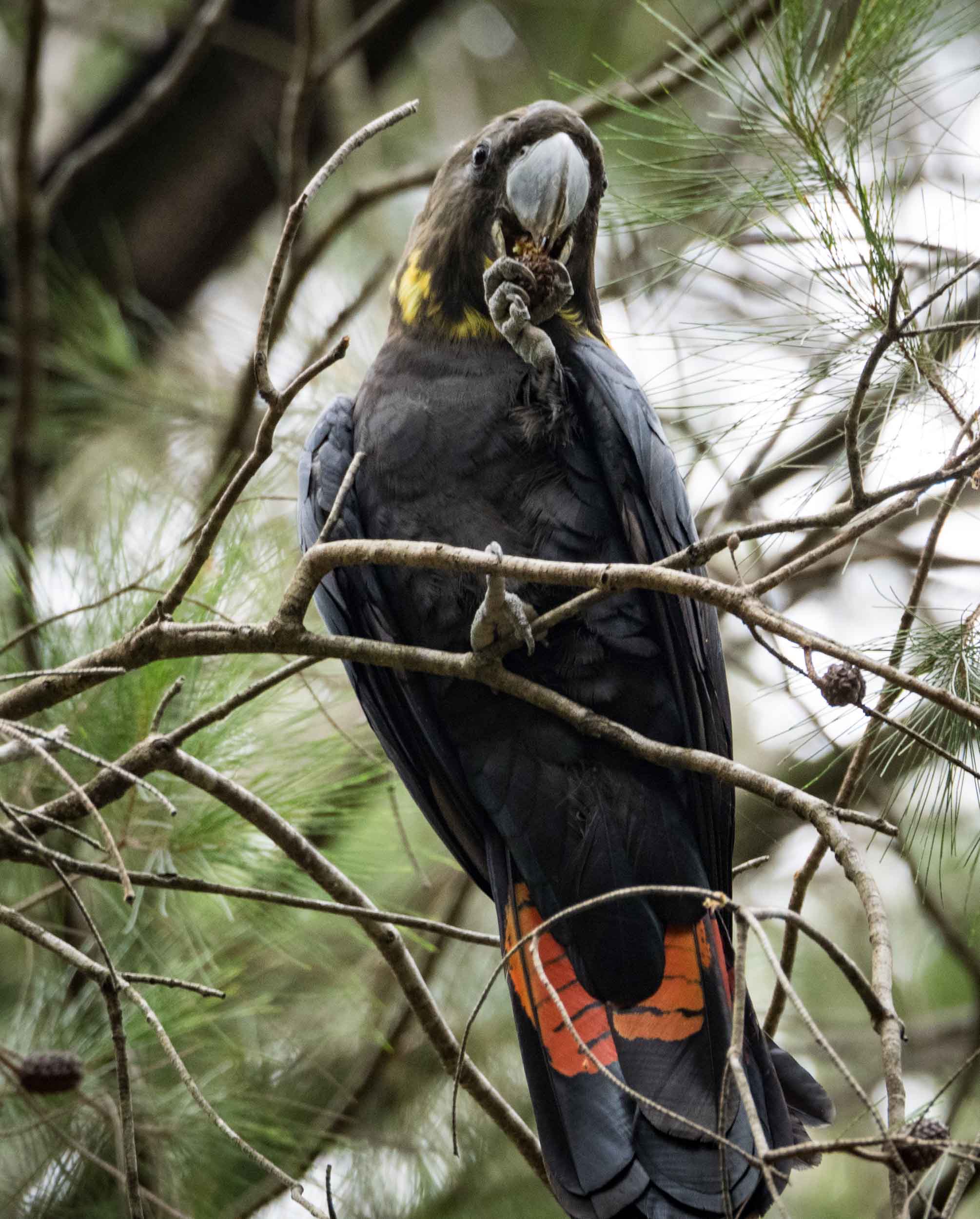 Glossy Black-Cockatoo (female)
