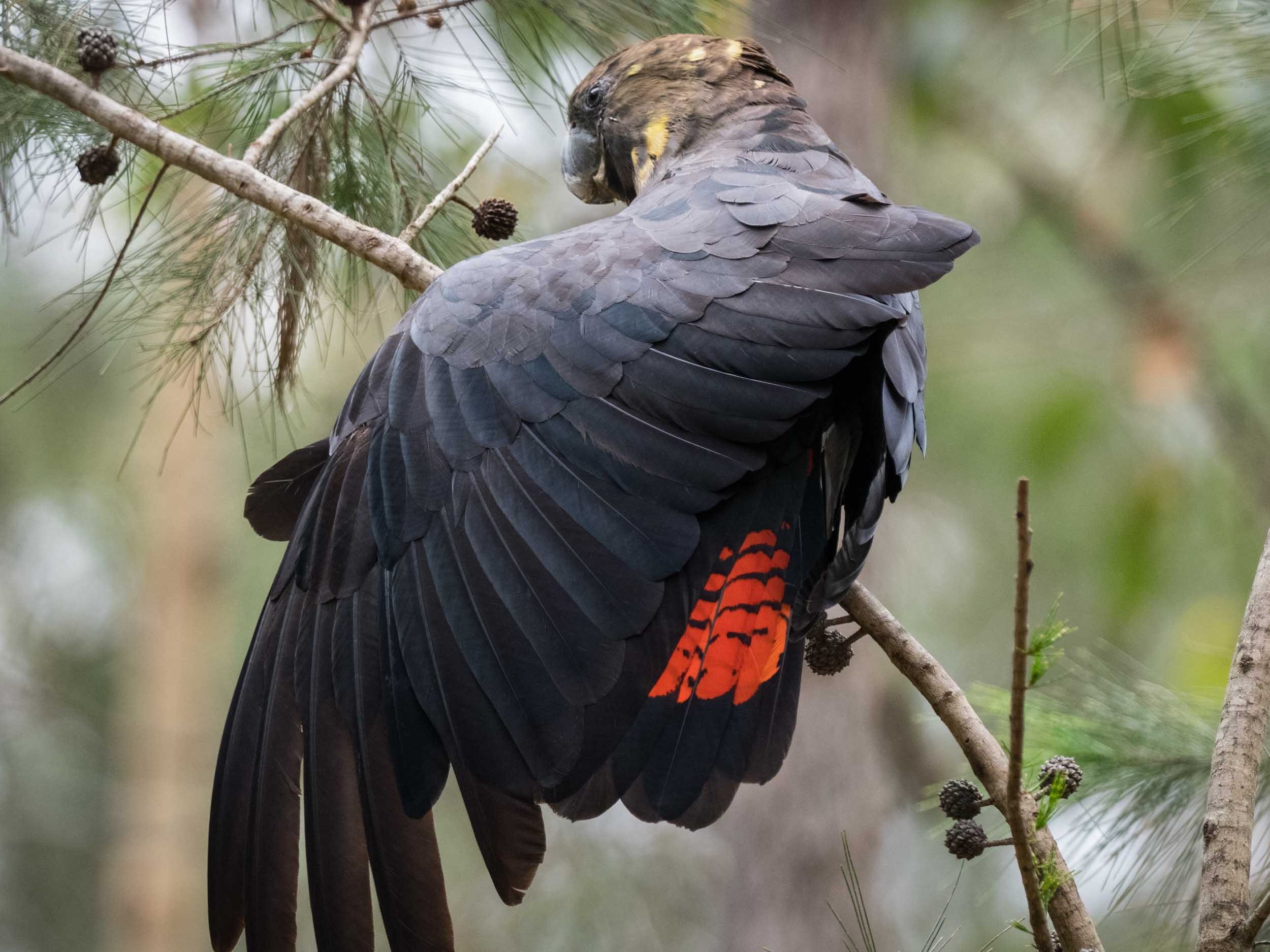 Glossy Black-Cockatoo (female)
