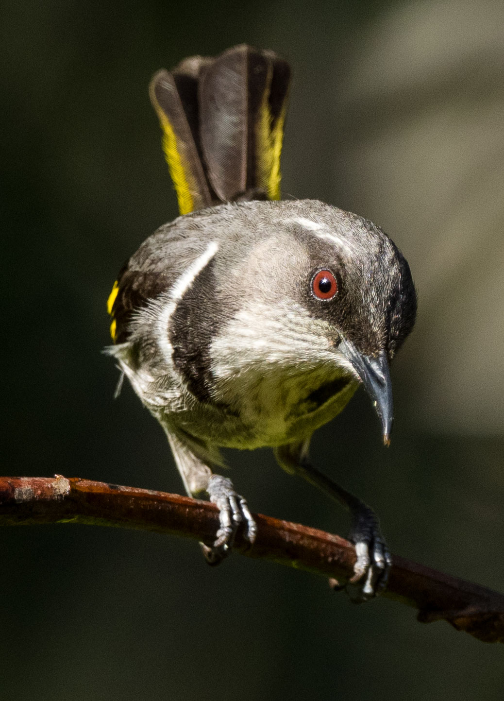 Crescent Honeyeater