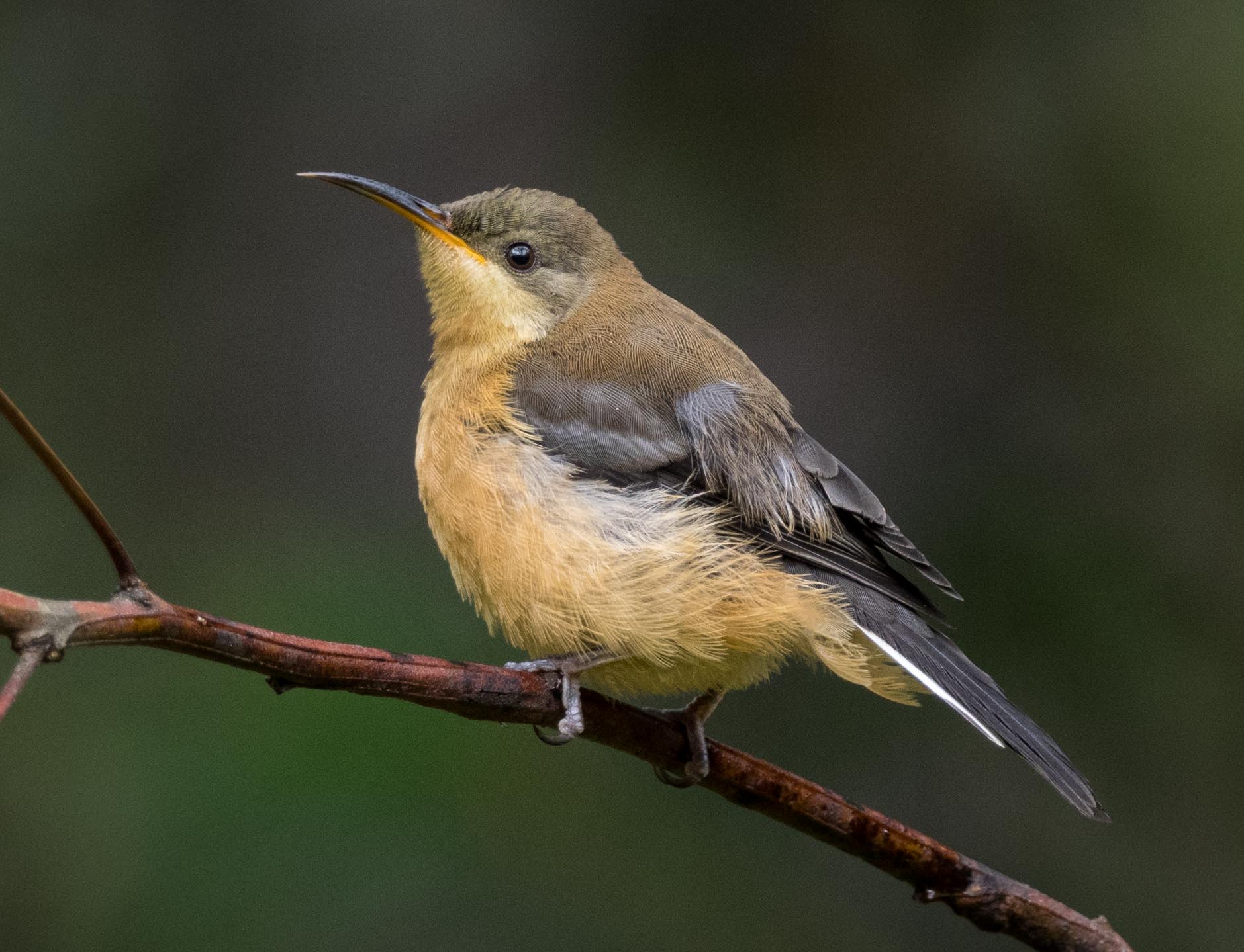 Eastern Spinebill (juvenile)