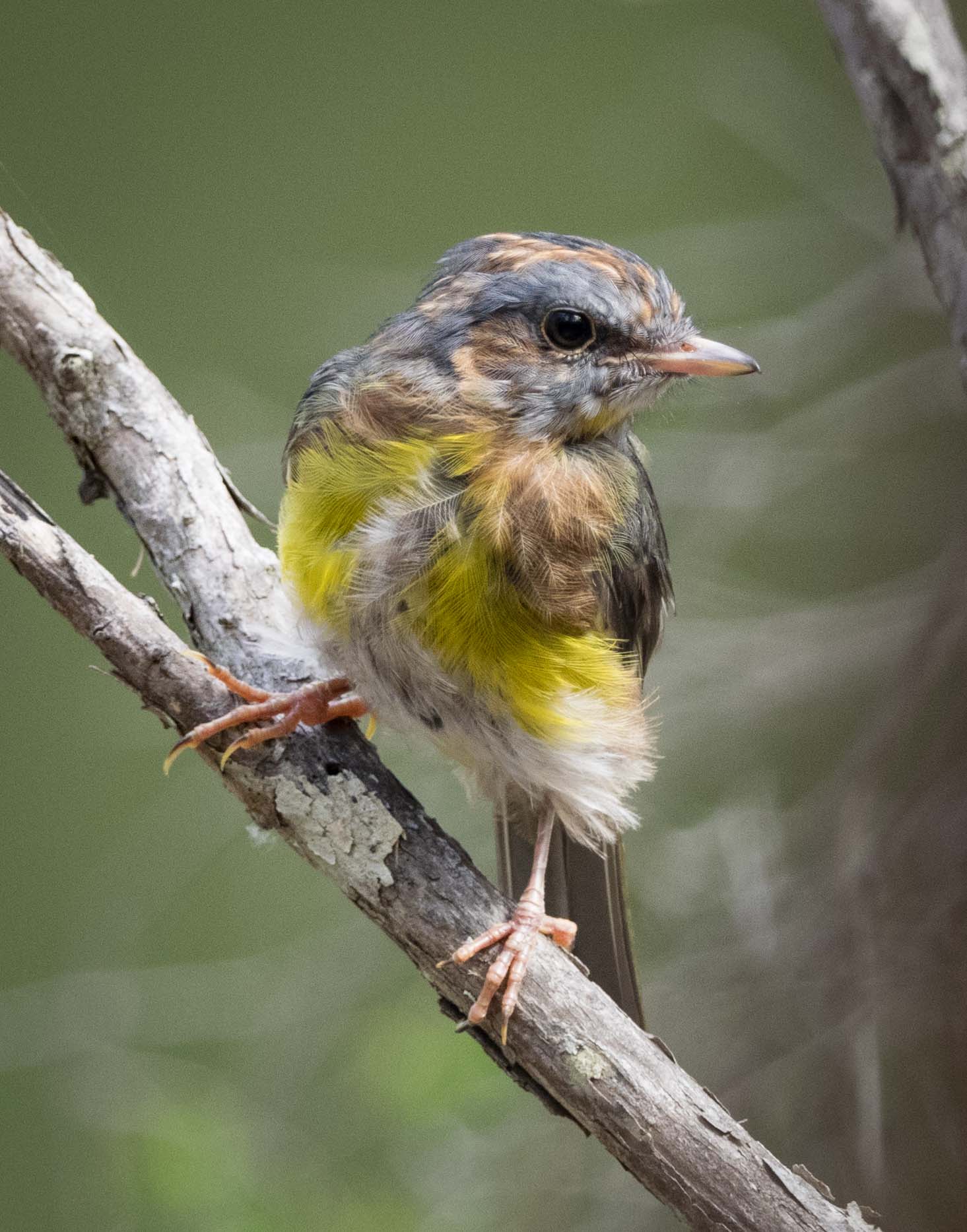 Eastern Yellow Robin (immature)