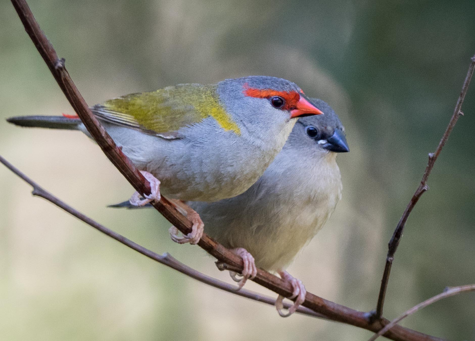 Red-browed Finch (adult & juvenile)