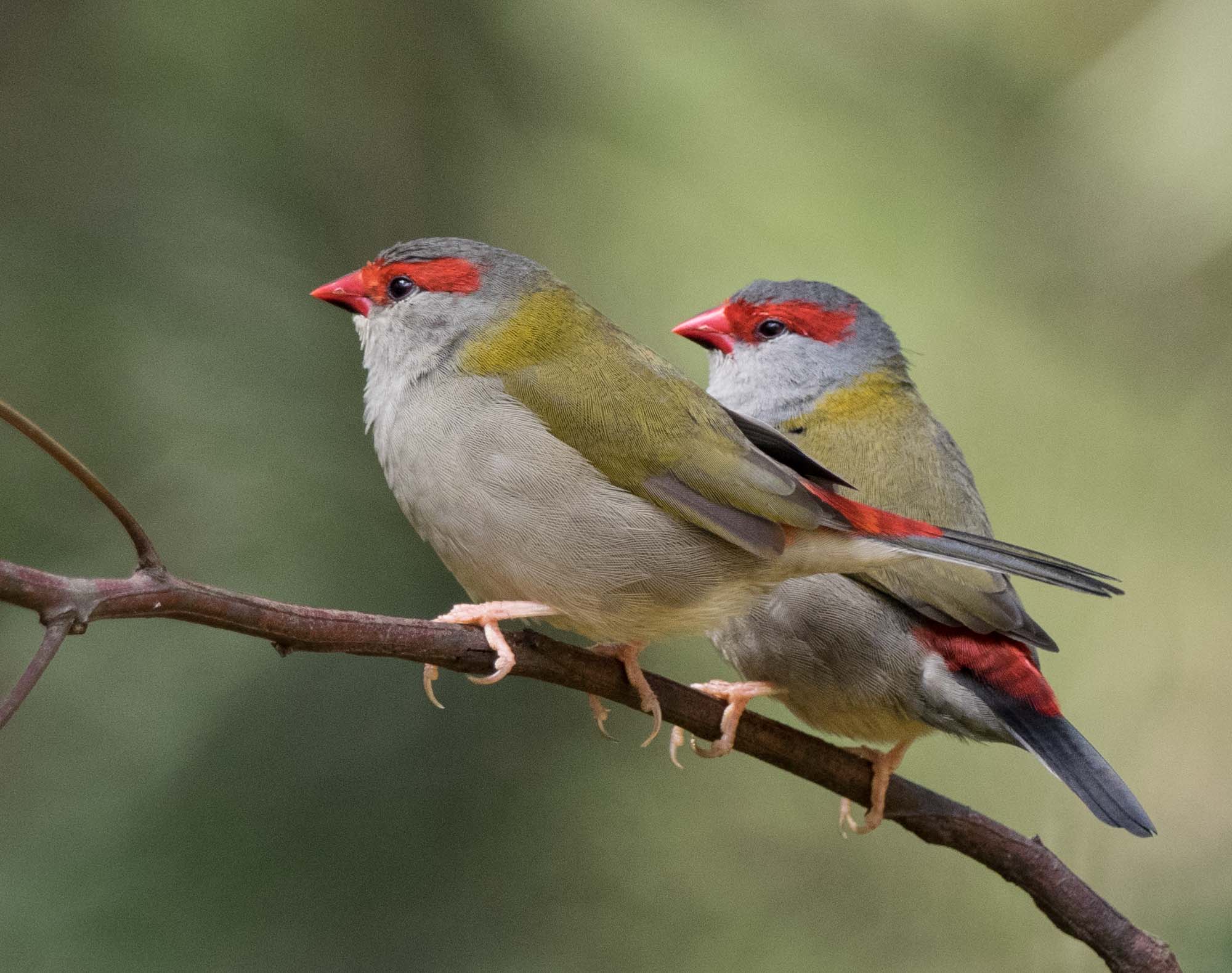 Red-browed Finch
