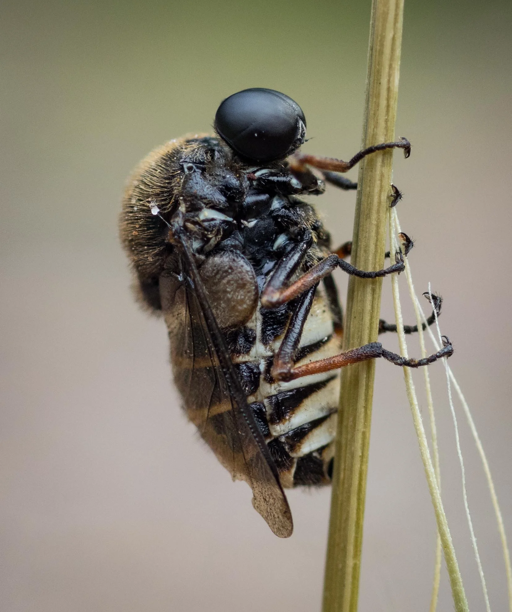 Small-headed Fly