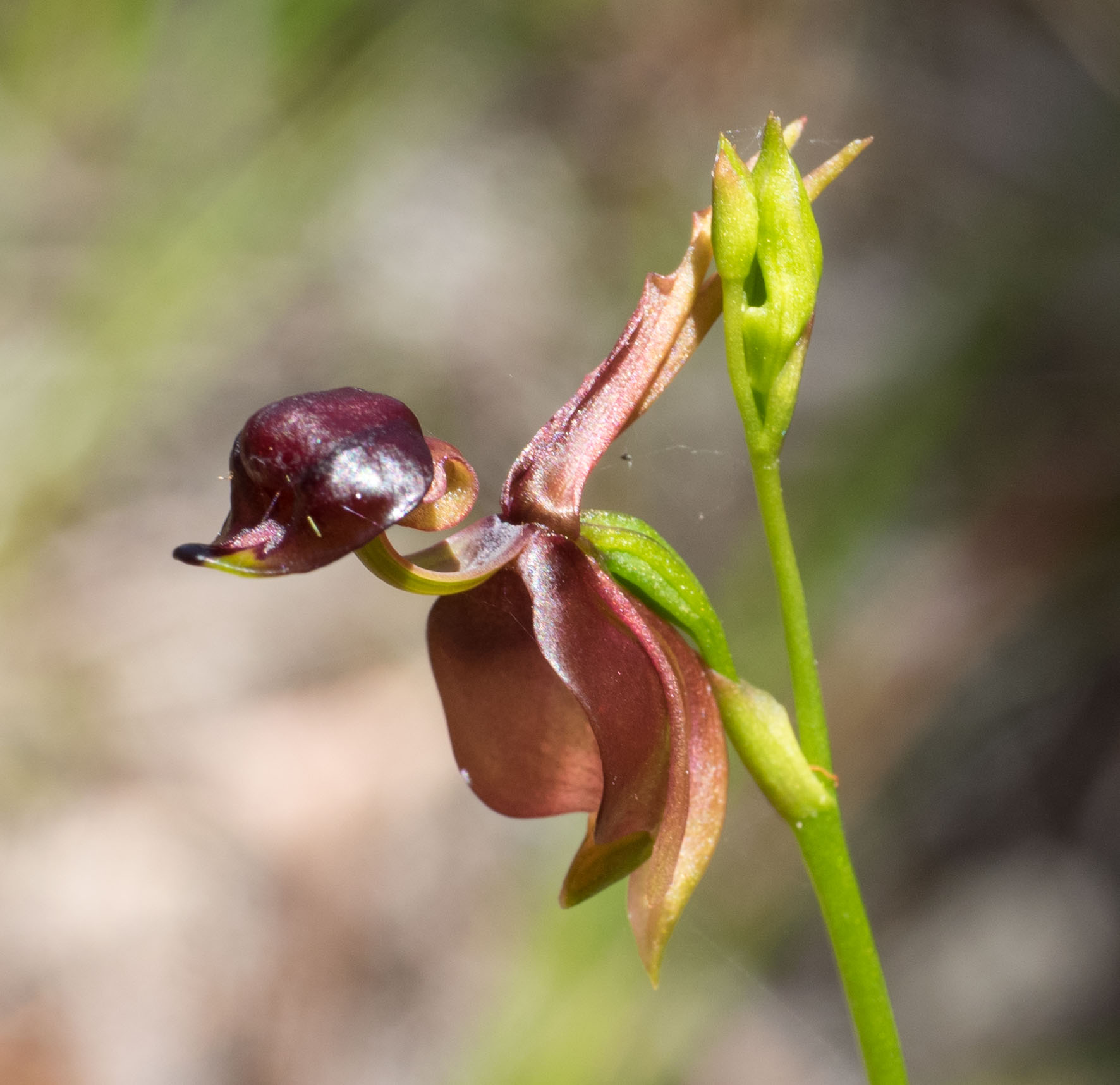 Flying Duck Orchid