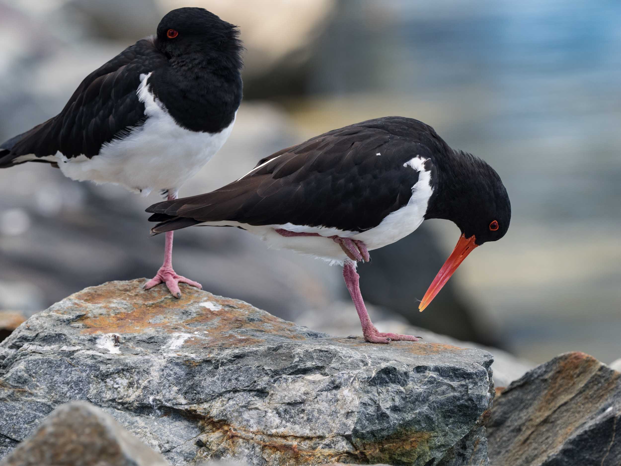 Australian Pied Oystercatchers