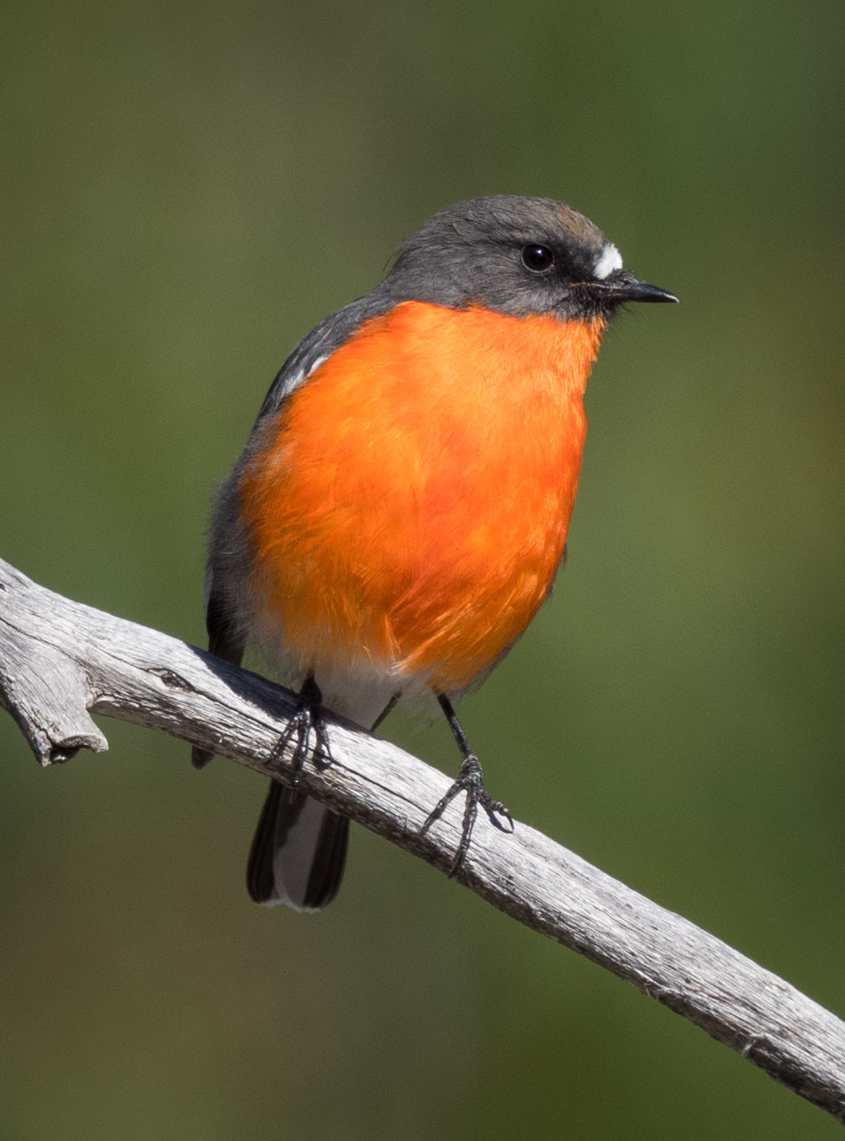 Flame Robin (male)
