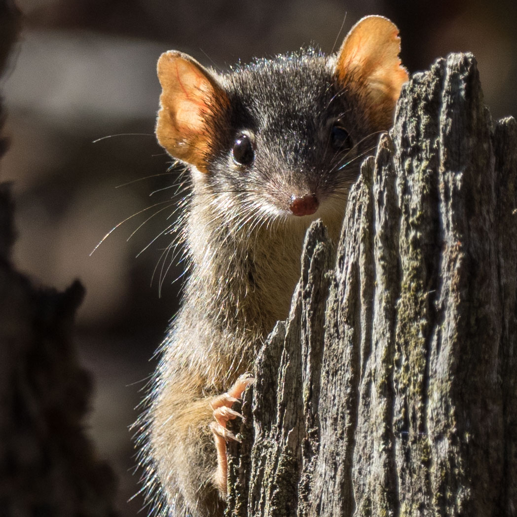 Yellow-footed Antechinus