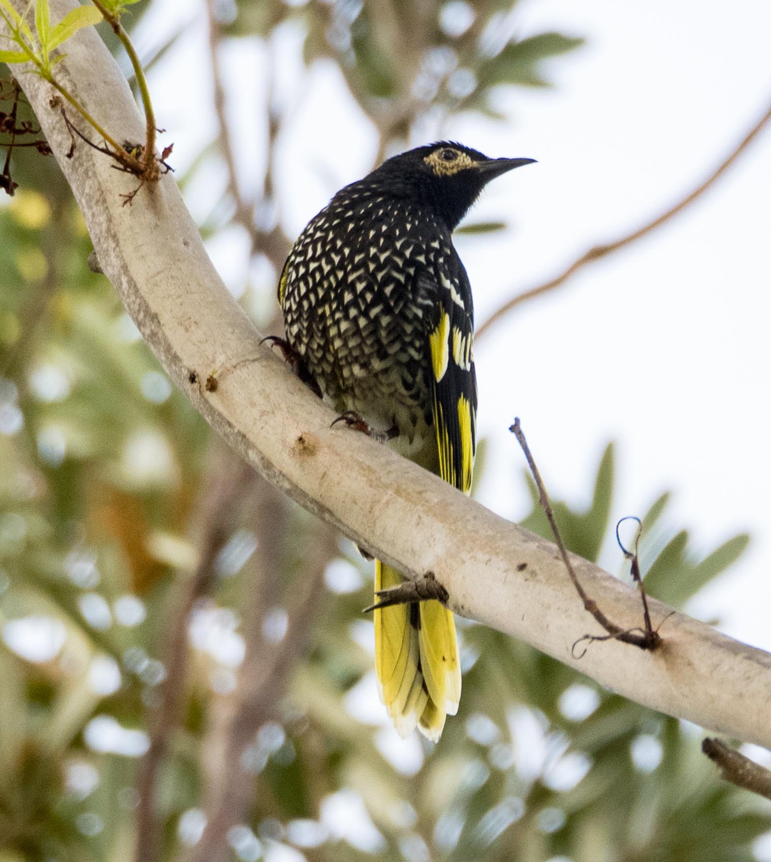 This and the following shots show an adult male in a Swamp Mahogany ( Eucalyptus robusta ) tree.