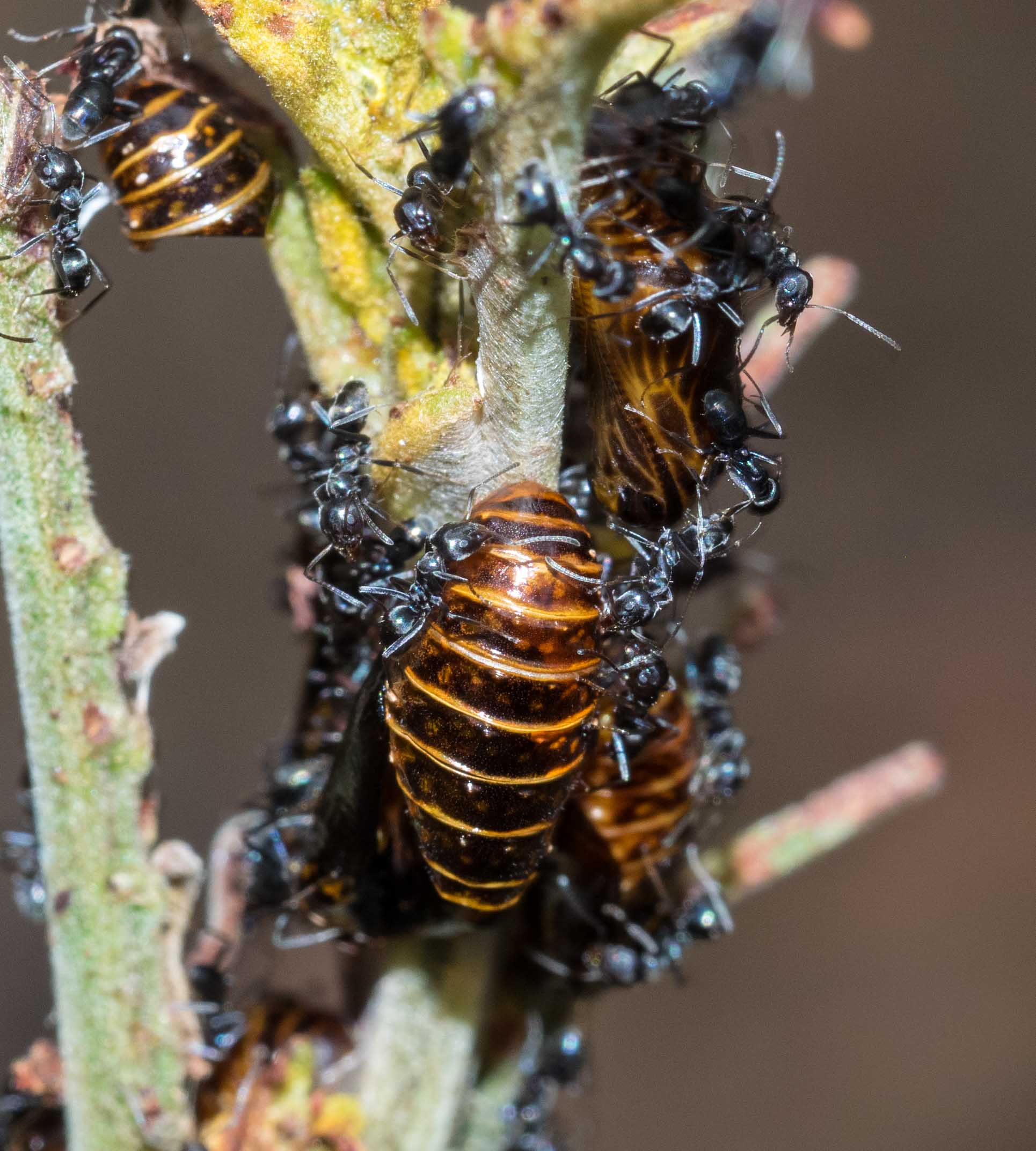   Jalmenus  pupae attended by ants 