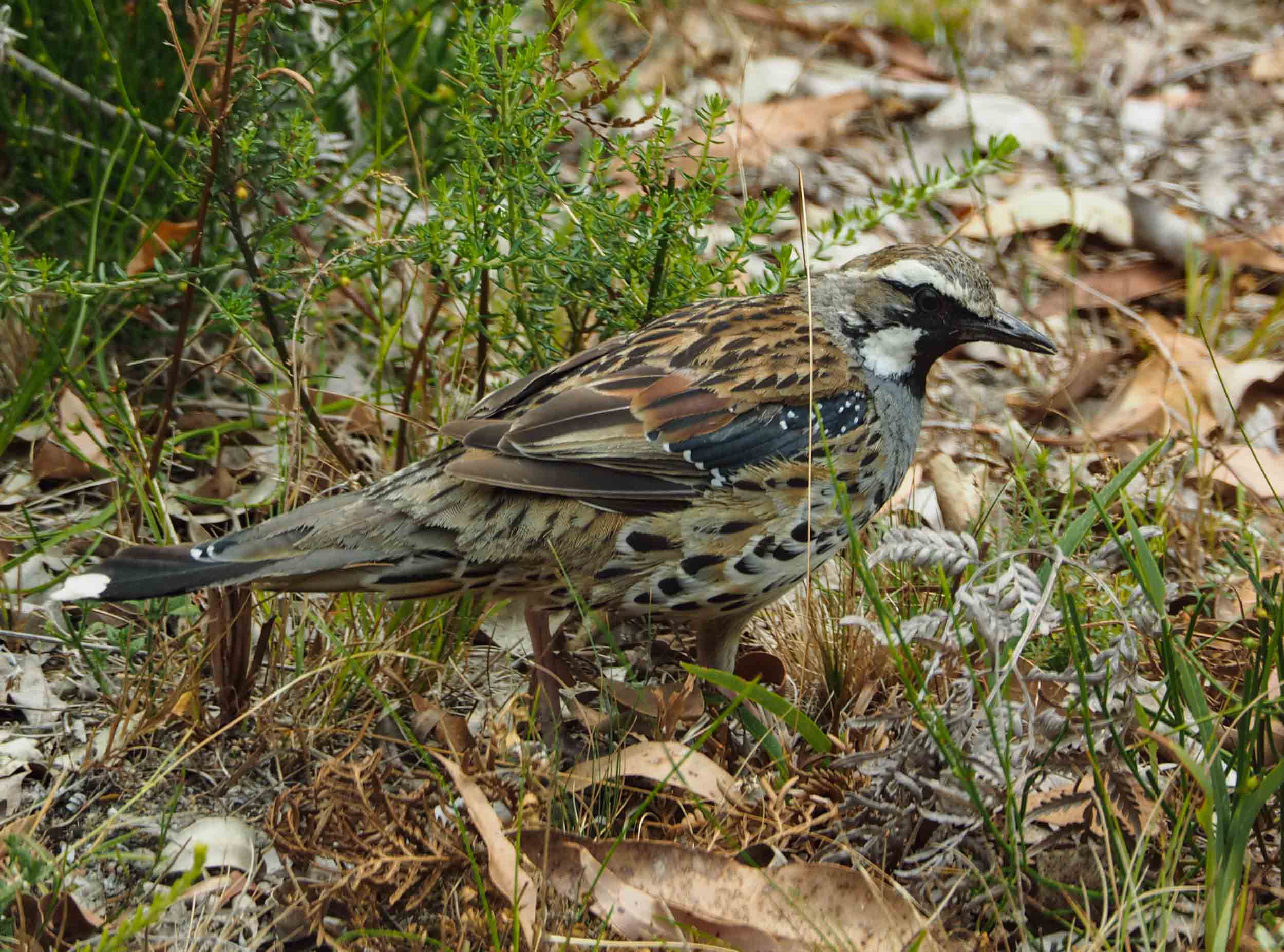 Spotted Quail-thrush