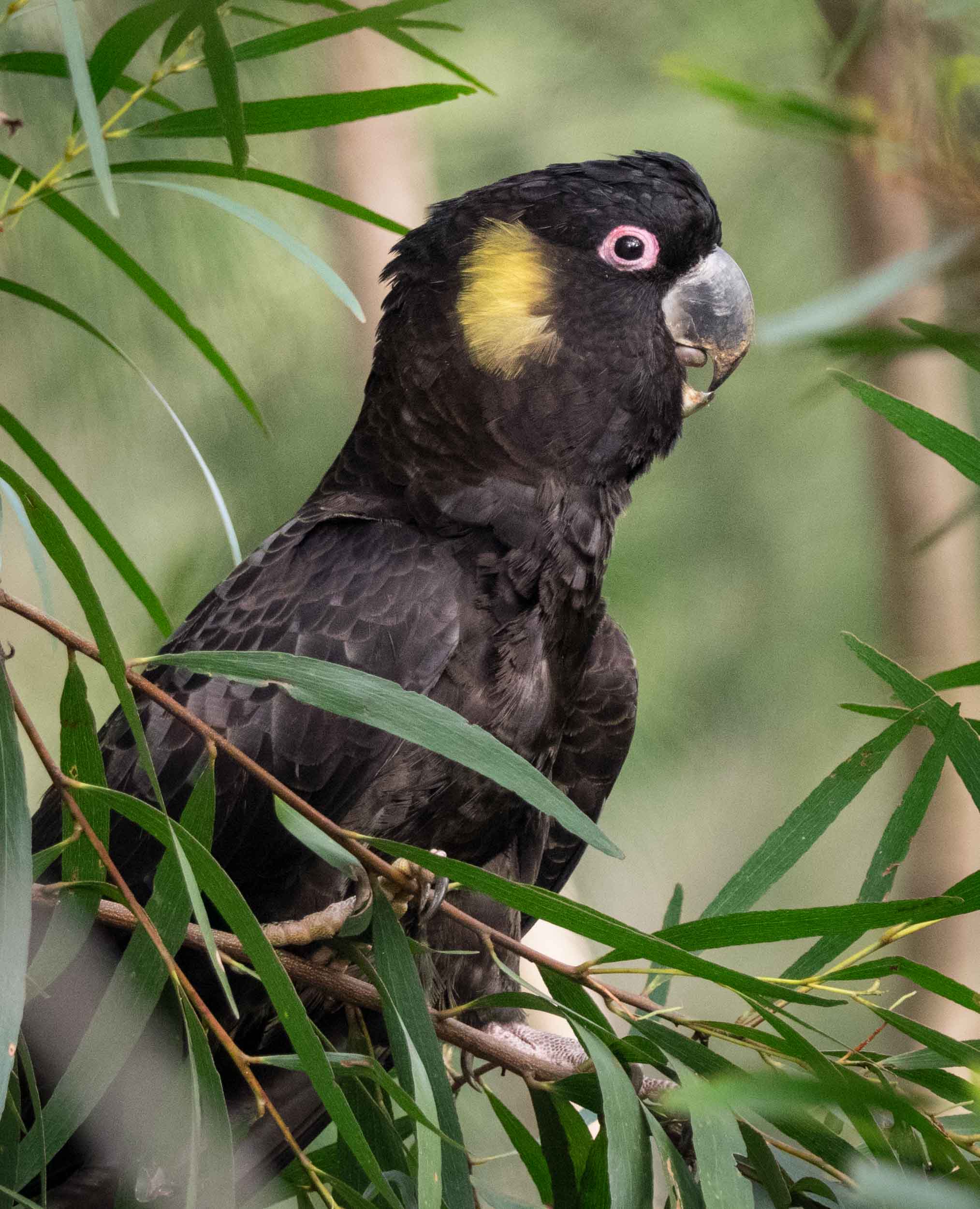 Yellow-tailed Black-Cockatoo (male)