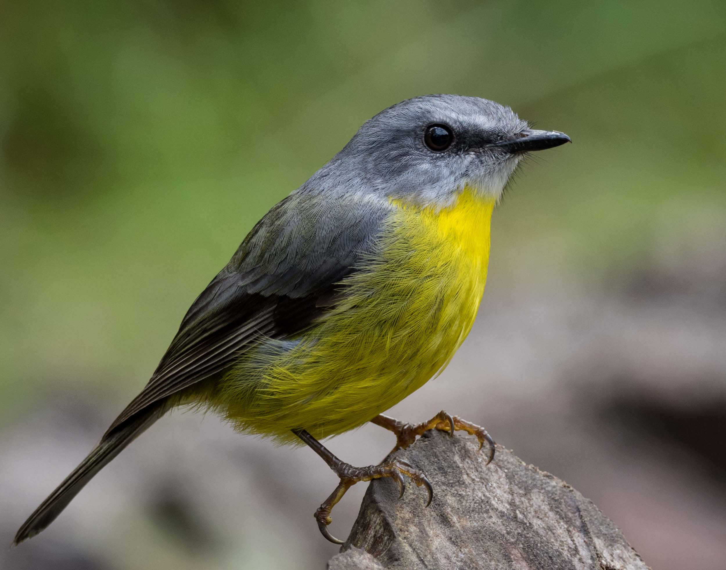 Eastern Yellow Robin