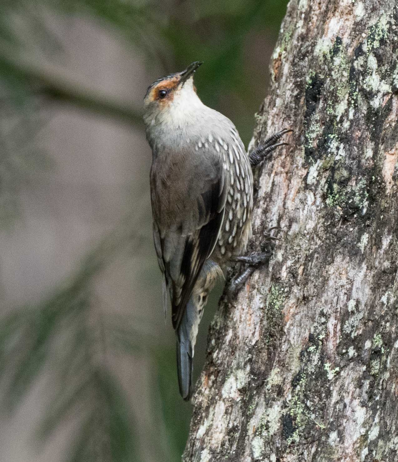 Red-browed Treecreeper (adult)