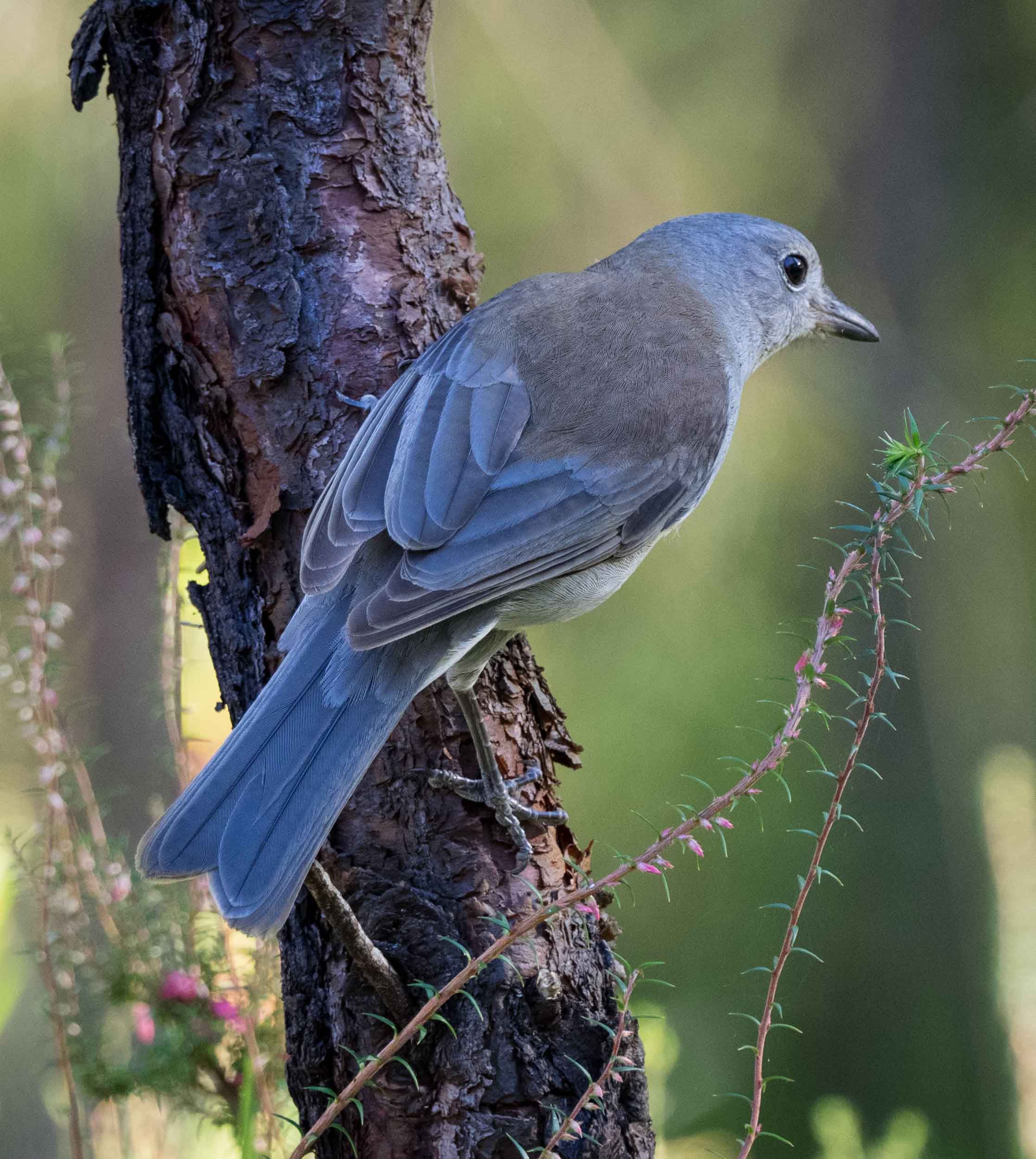 Grey Shrike-thrush