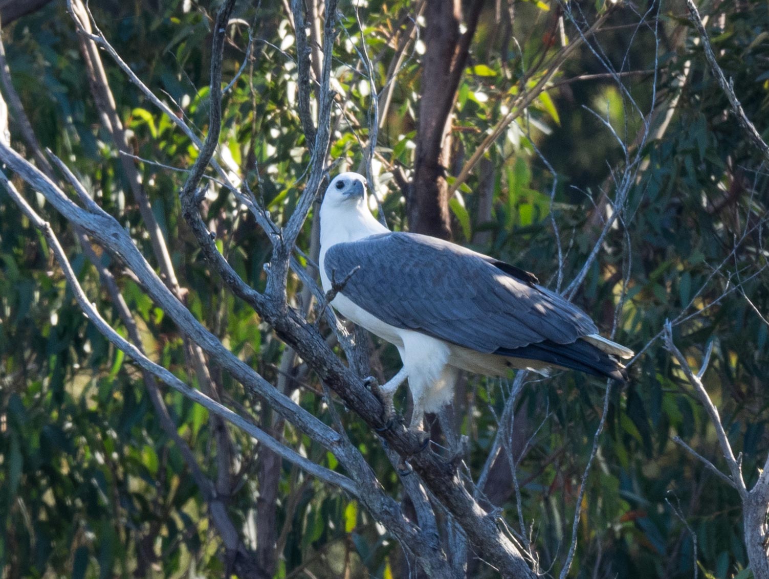White-bellied Sea-Eagle