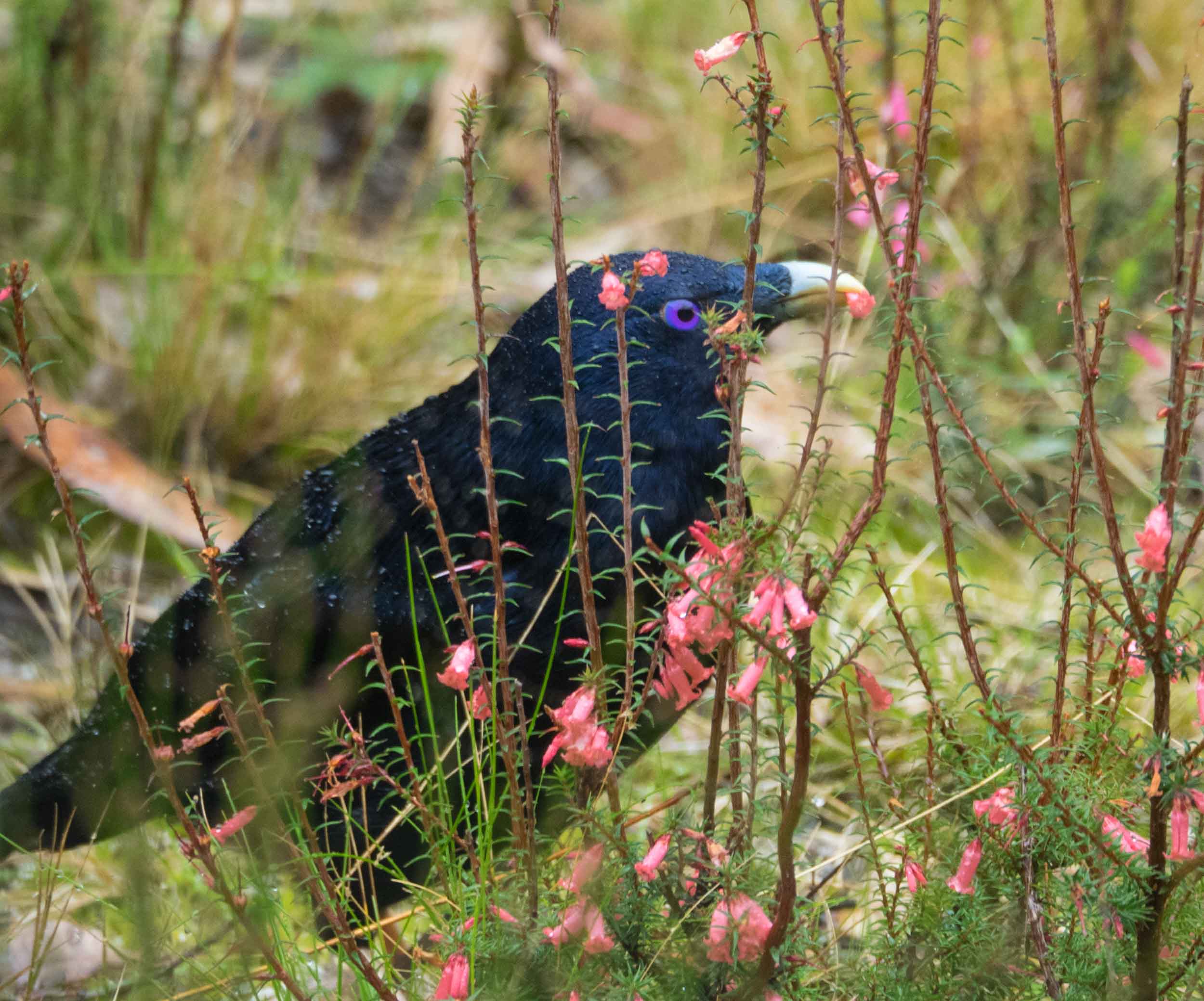 Satin Bowerbird (mature male)