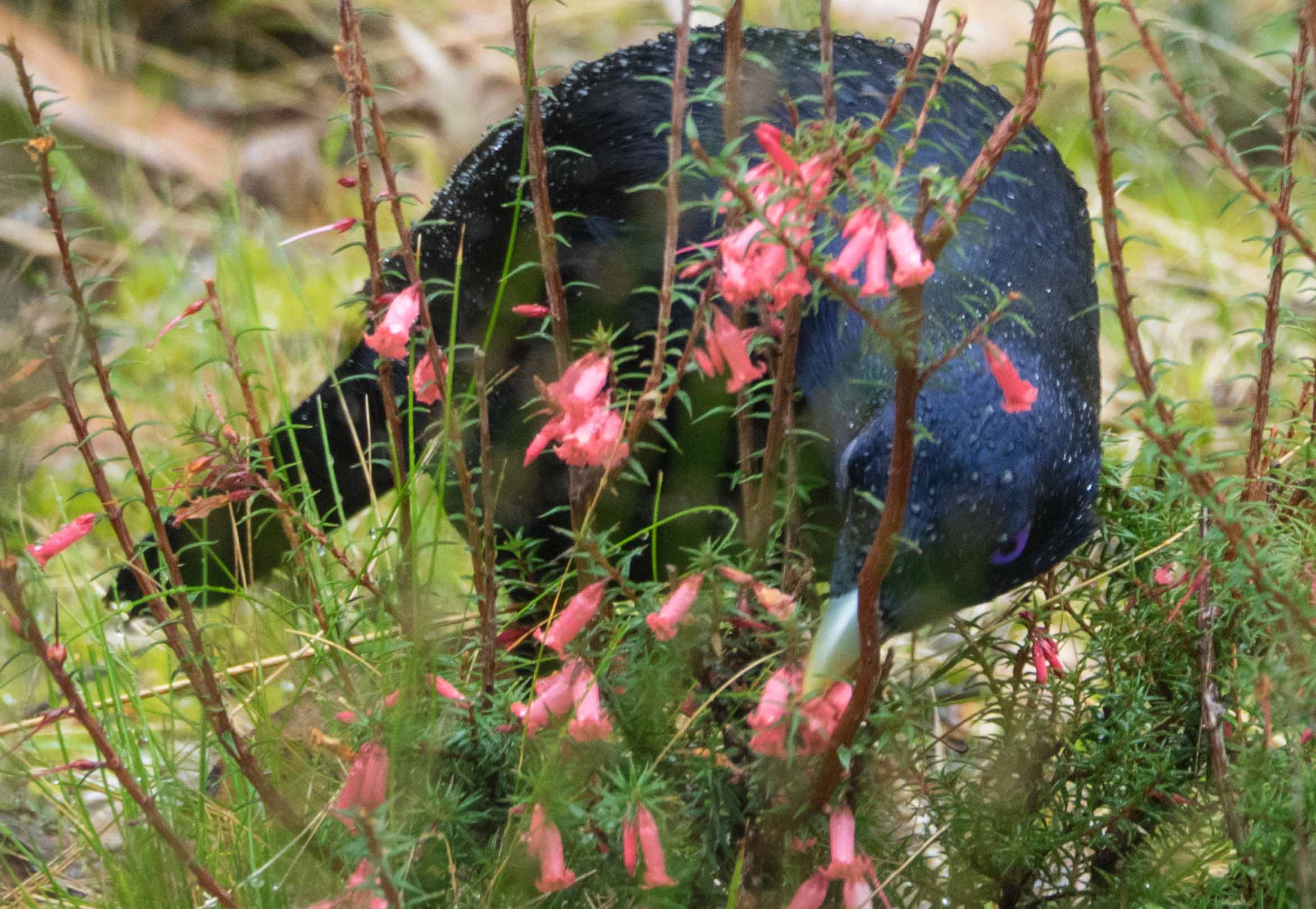 Satin Bowerbird (mature male)
