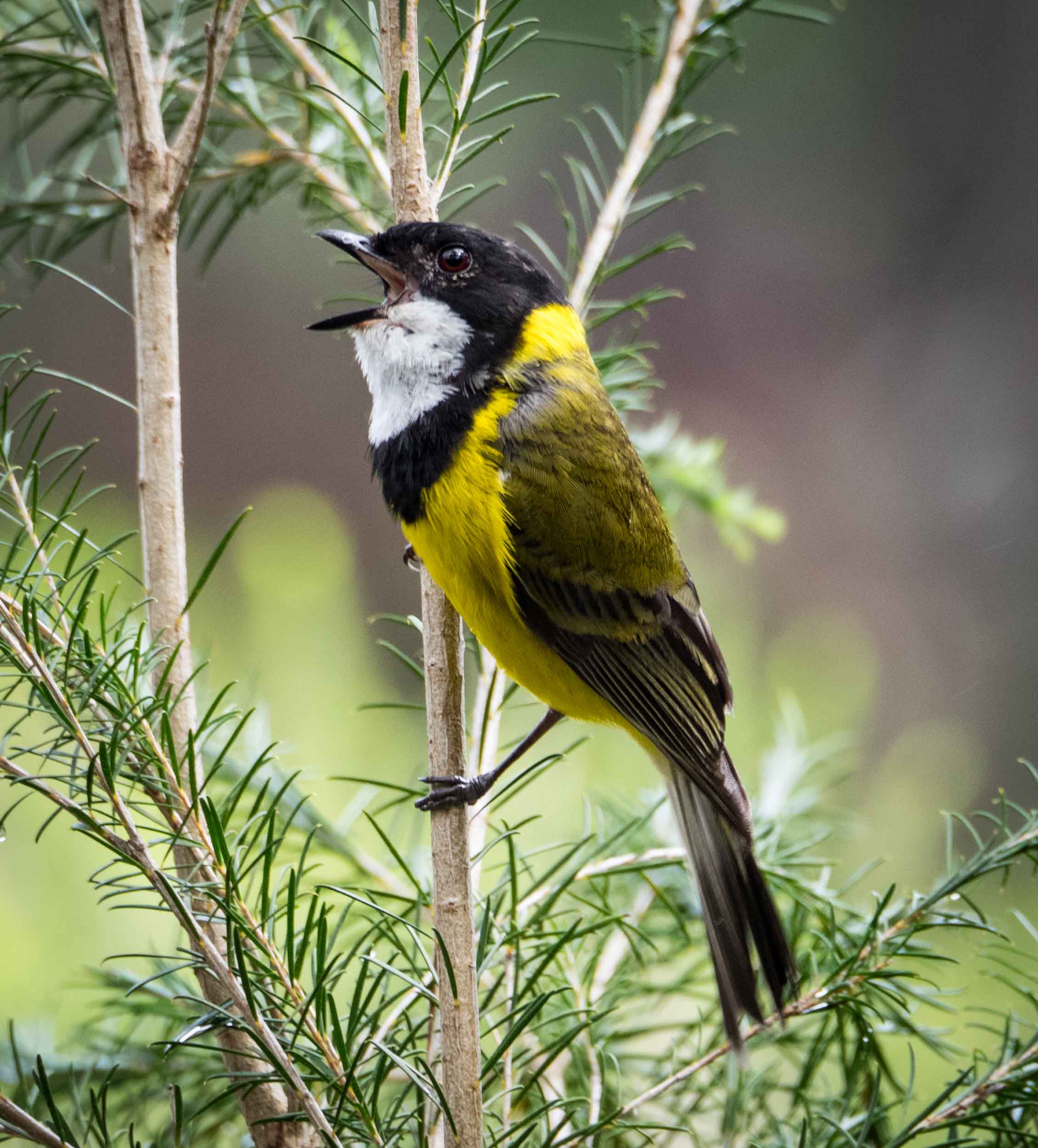 Golden Whistler (male)