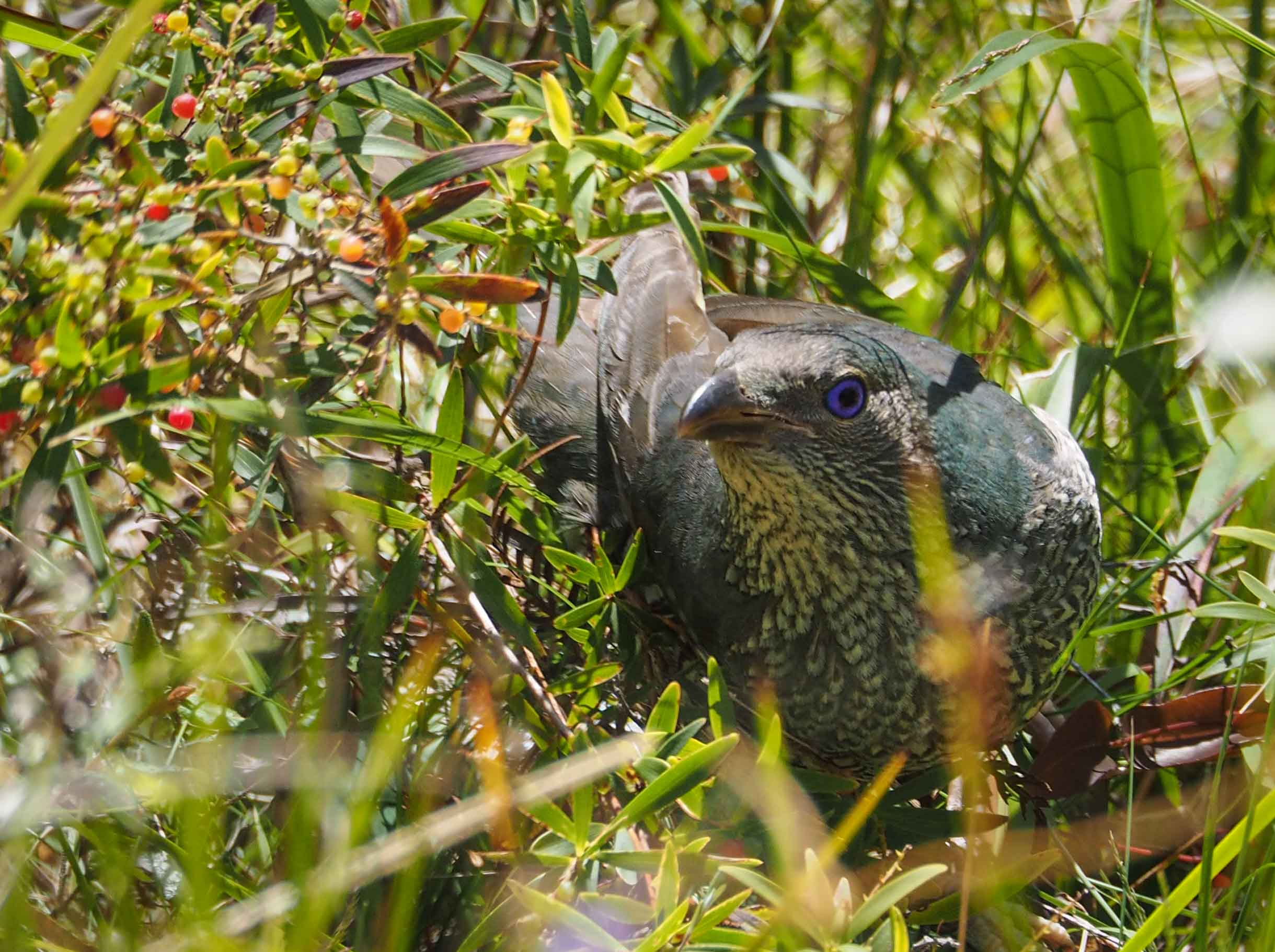 Satin Bowerbird (adult female or immature)