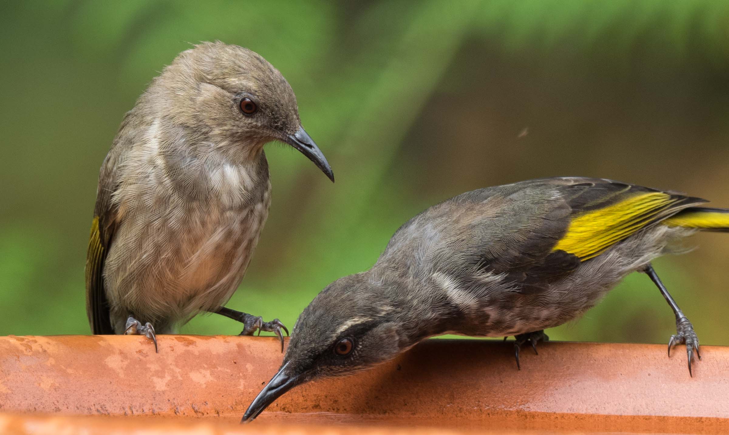 Crescent Honeyeaters (female & male)