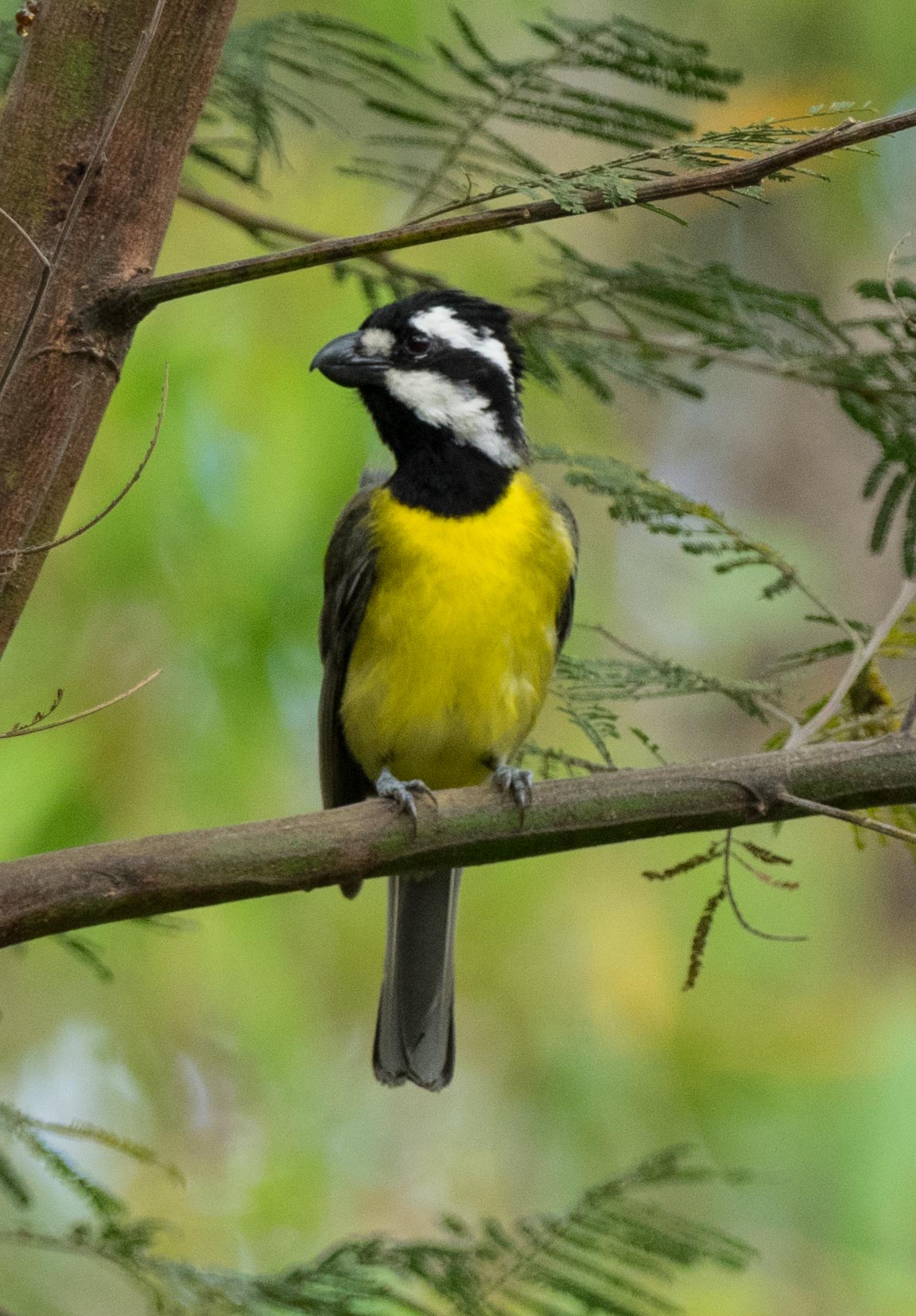 Crested Shrike-tit