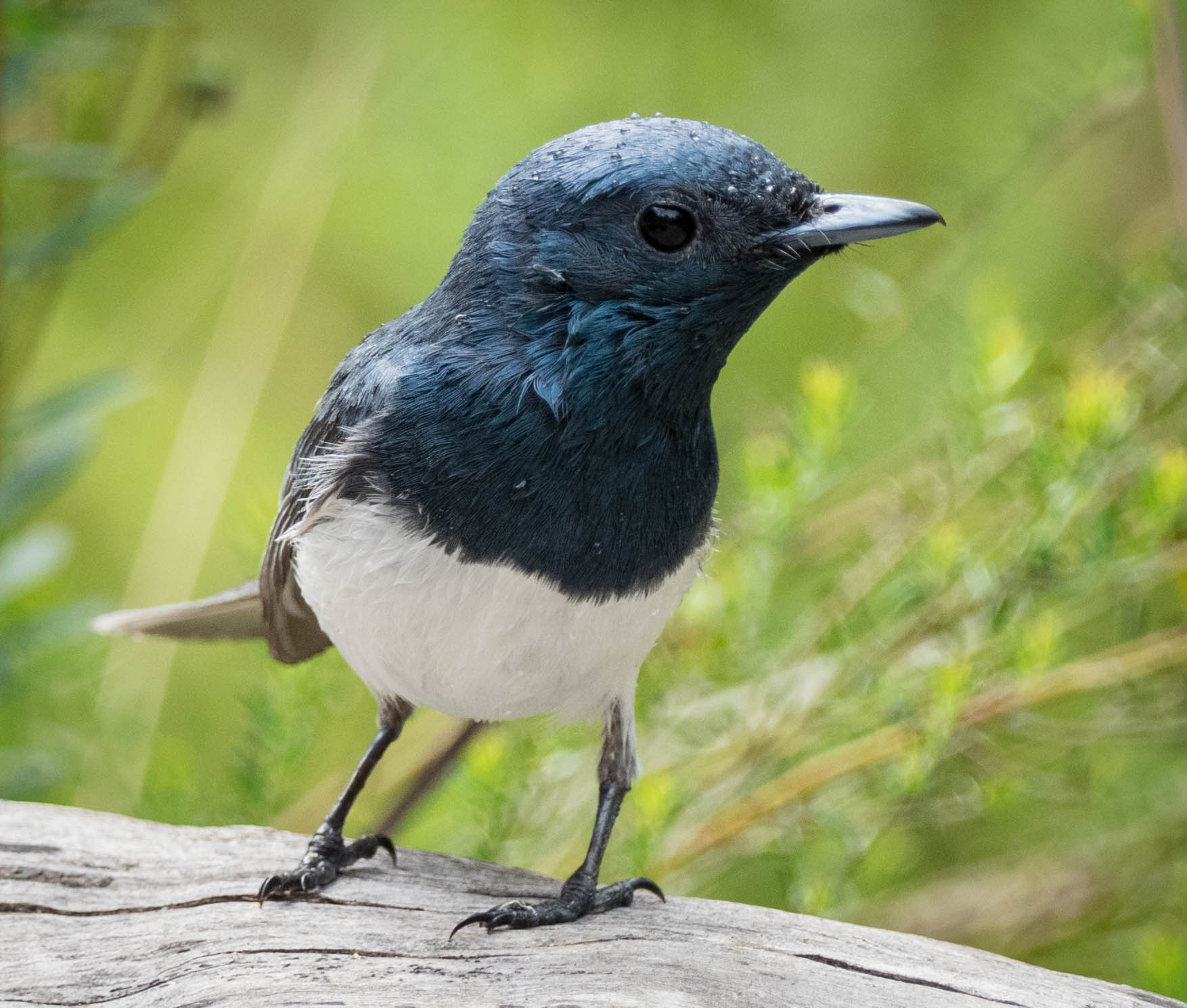 Leaden Flycatcher (male)