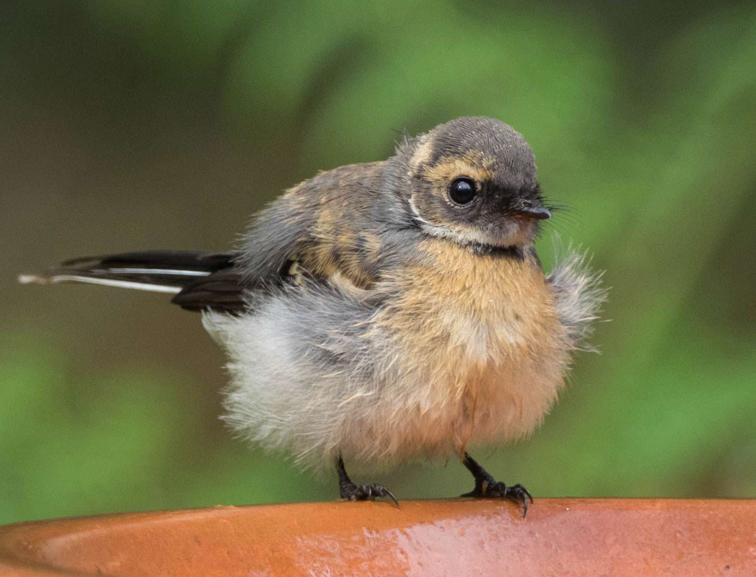 Grey Fantail (just-fledged juvenile)