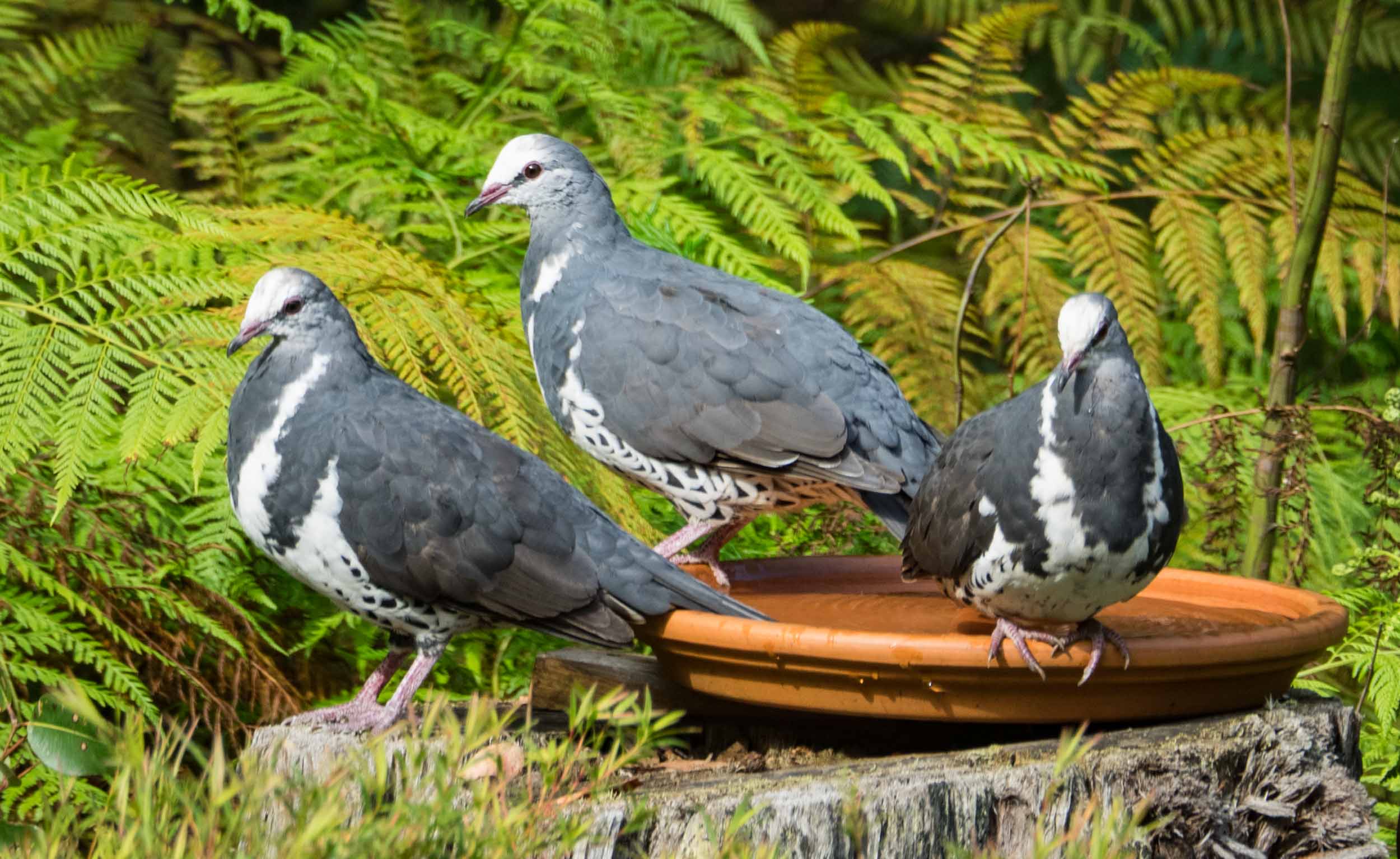 Wonga Pigeons (adult in centre, juveniles right & left)
