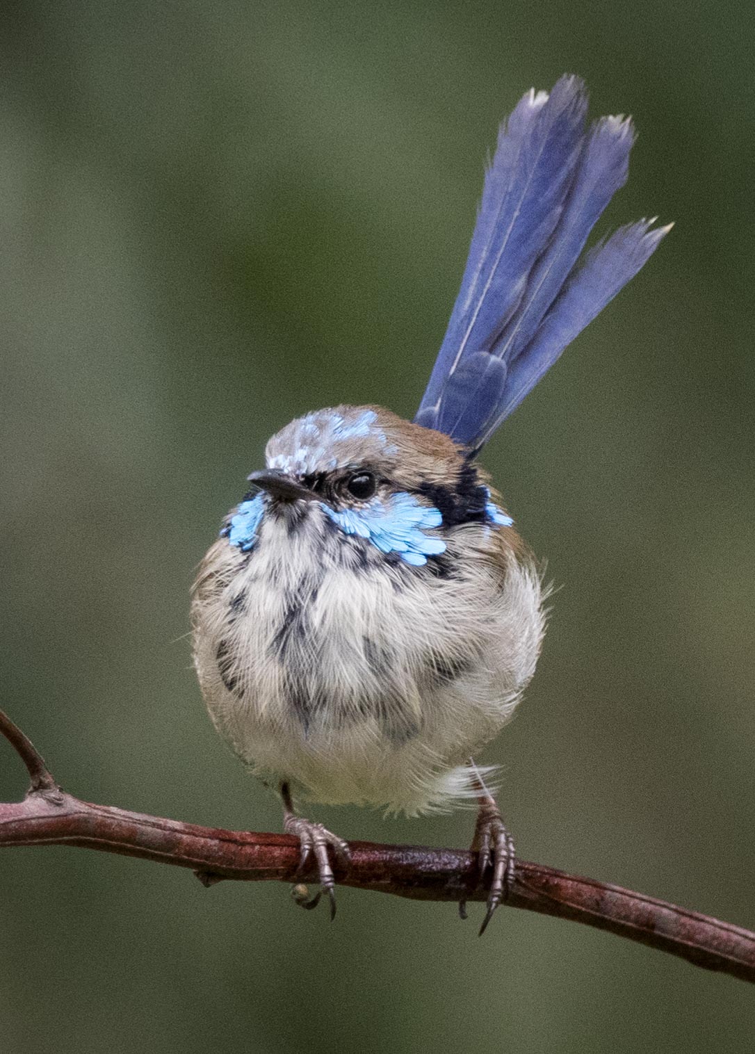Superb Fairy-wren (male)