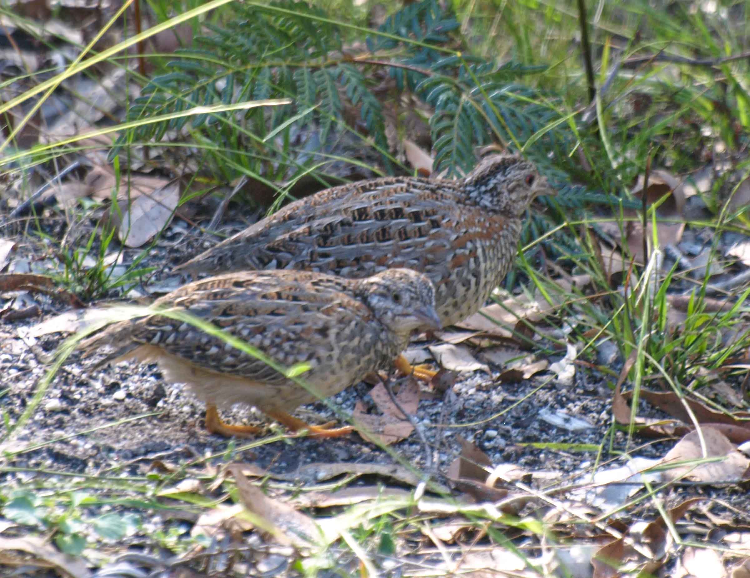 Painted Button-quail (adult male with chick)