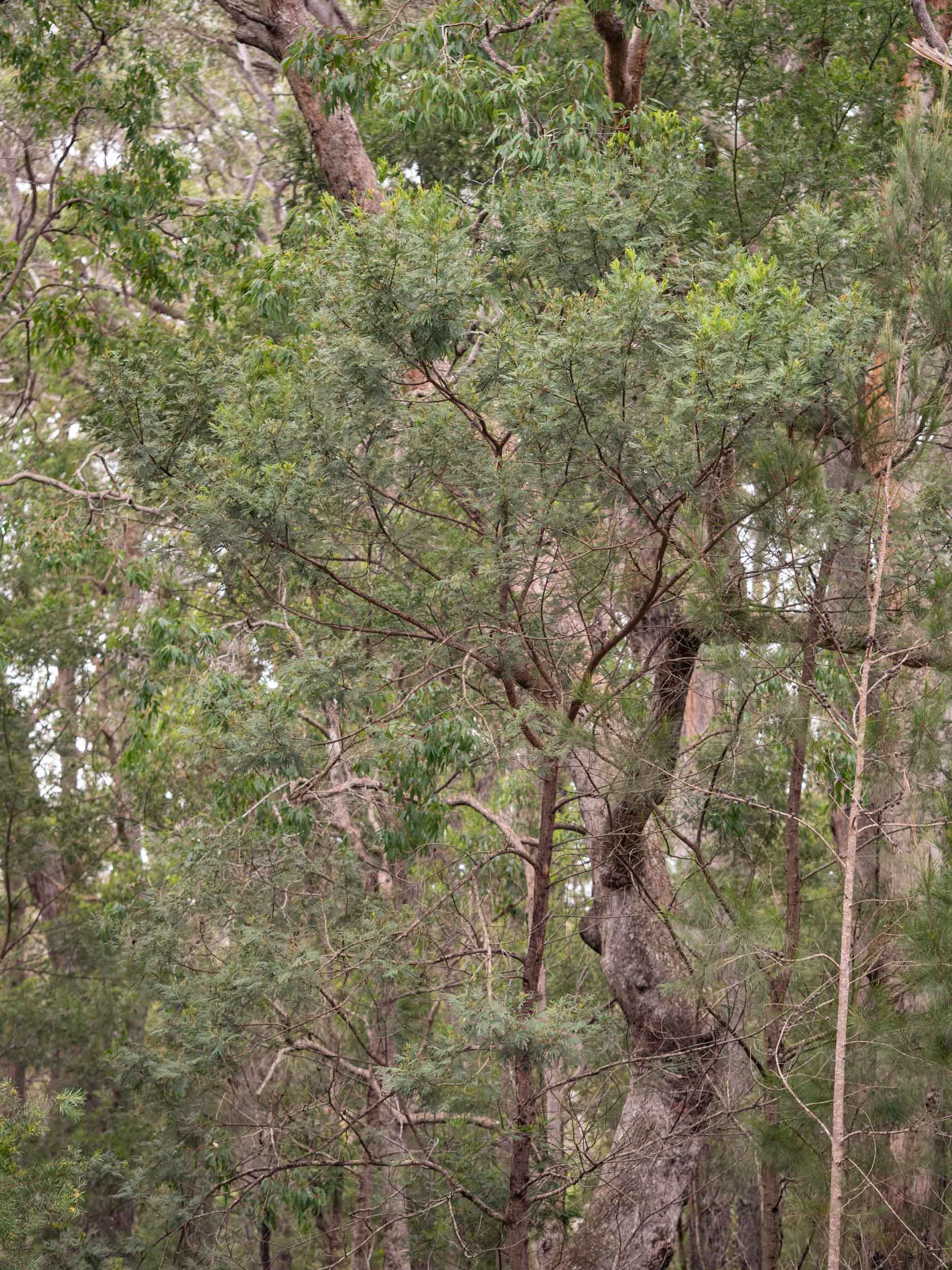  An  Acacia mearnsii  tree about 10m high 