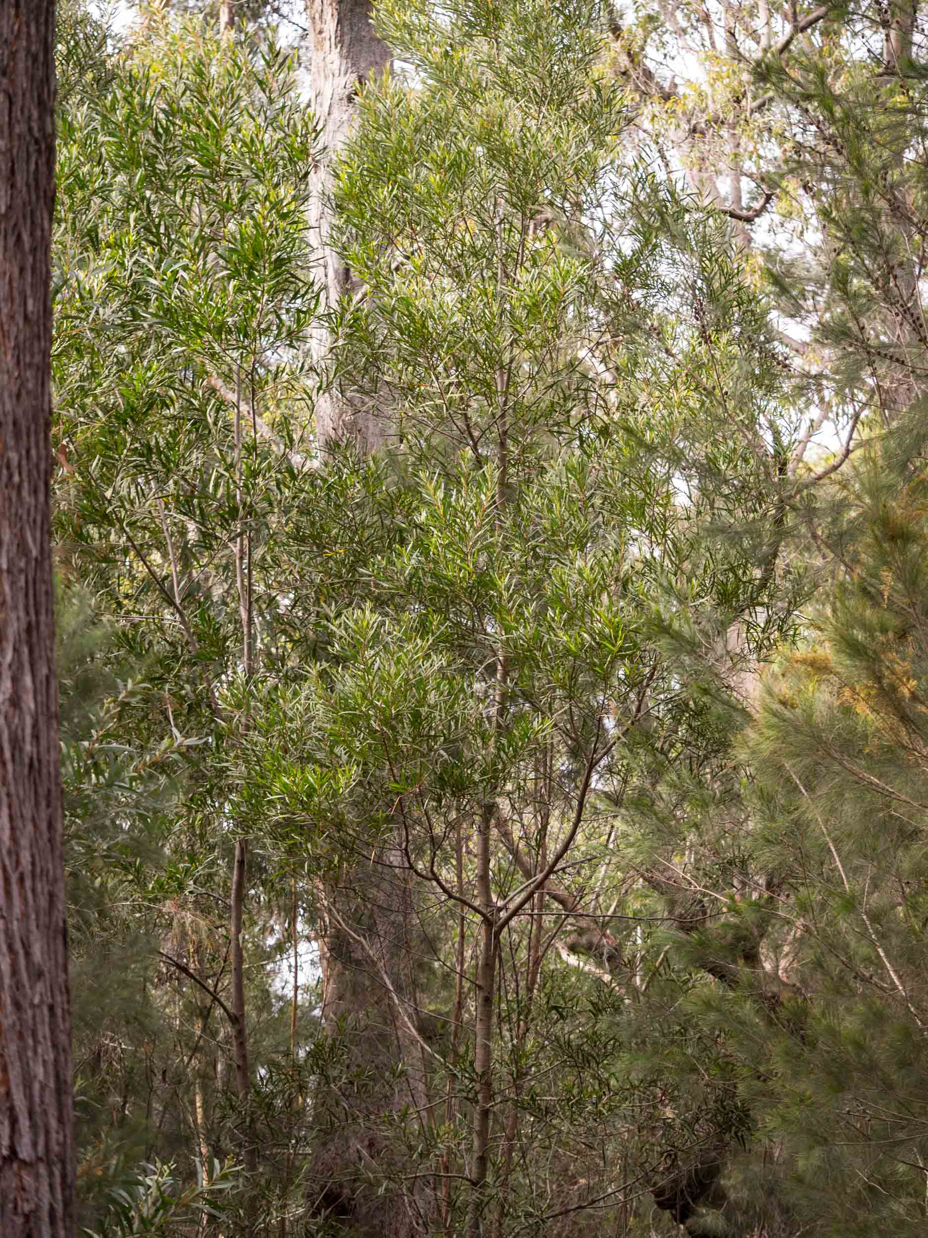  An  Acacia obtusifolia  tree about 15m high 