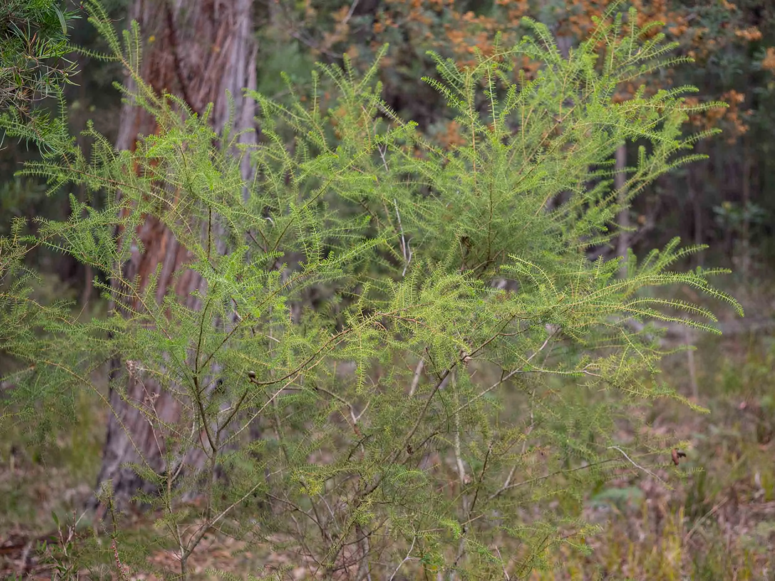 An A. verticillata bush about 1m tall.