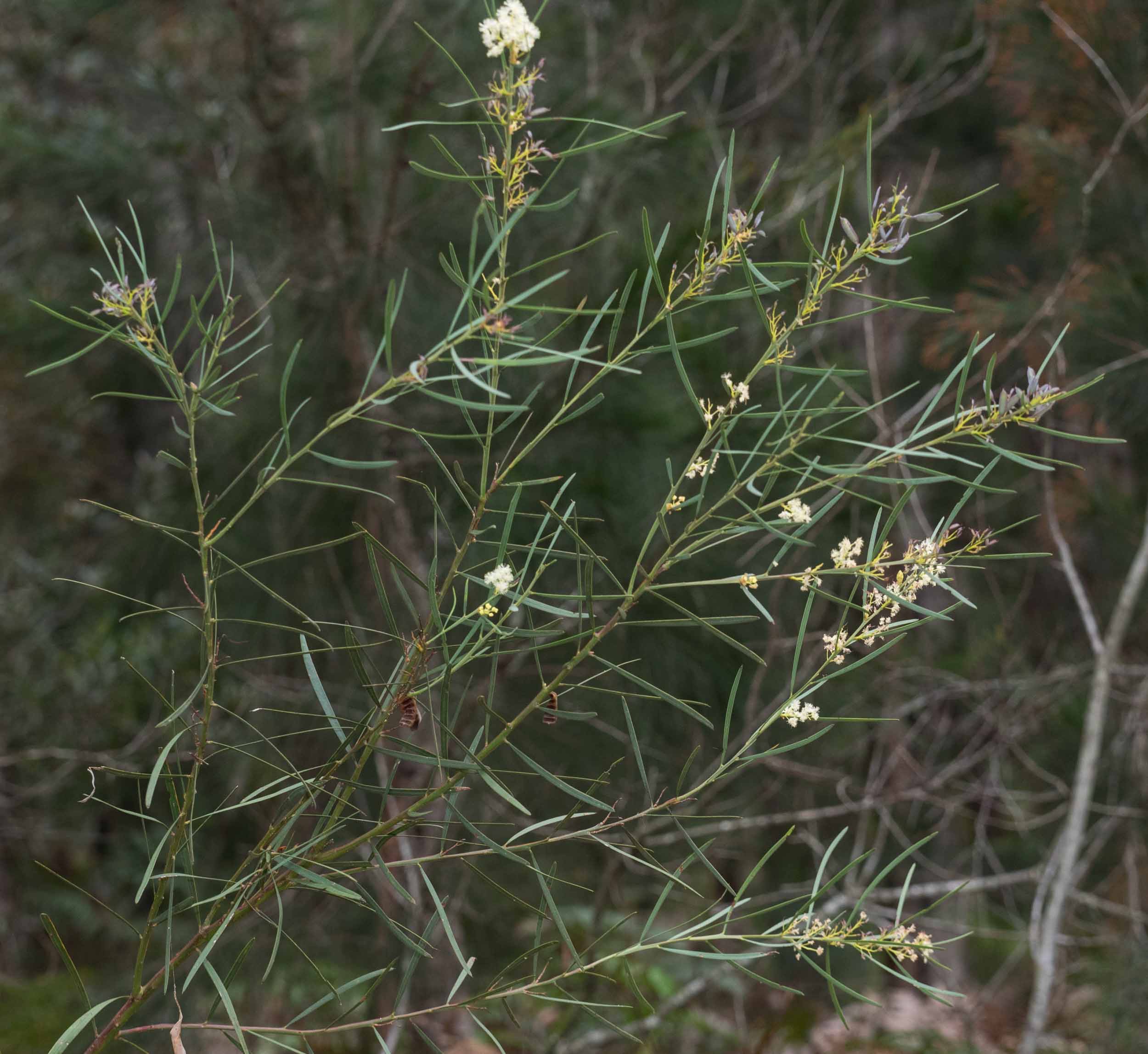  A flowering  A. suaveolens  bush about 2m tall.&nbsp; 