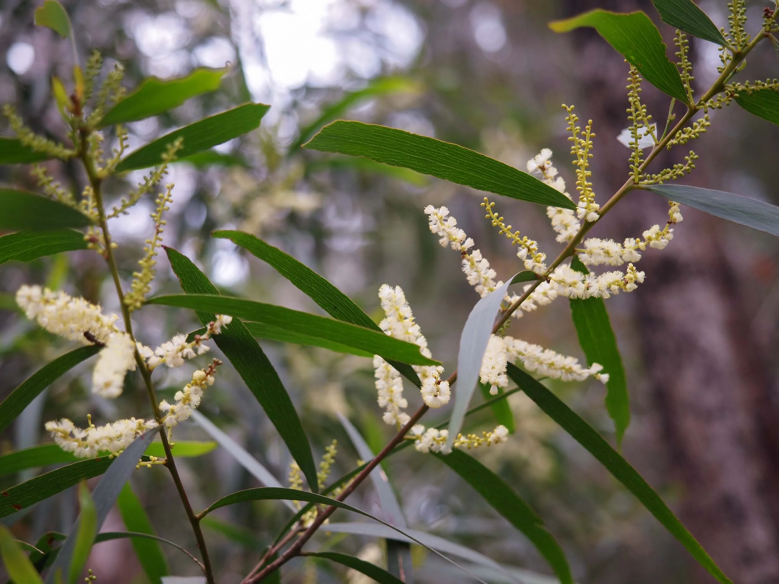 A. obtusifolia