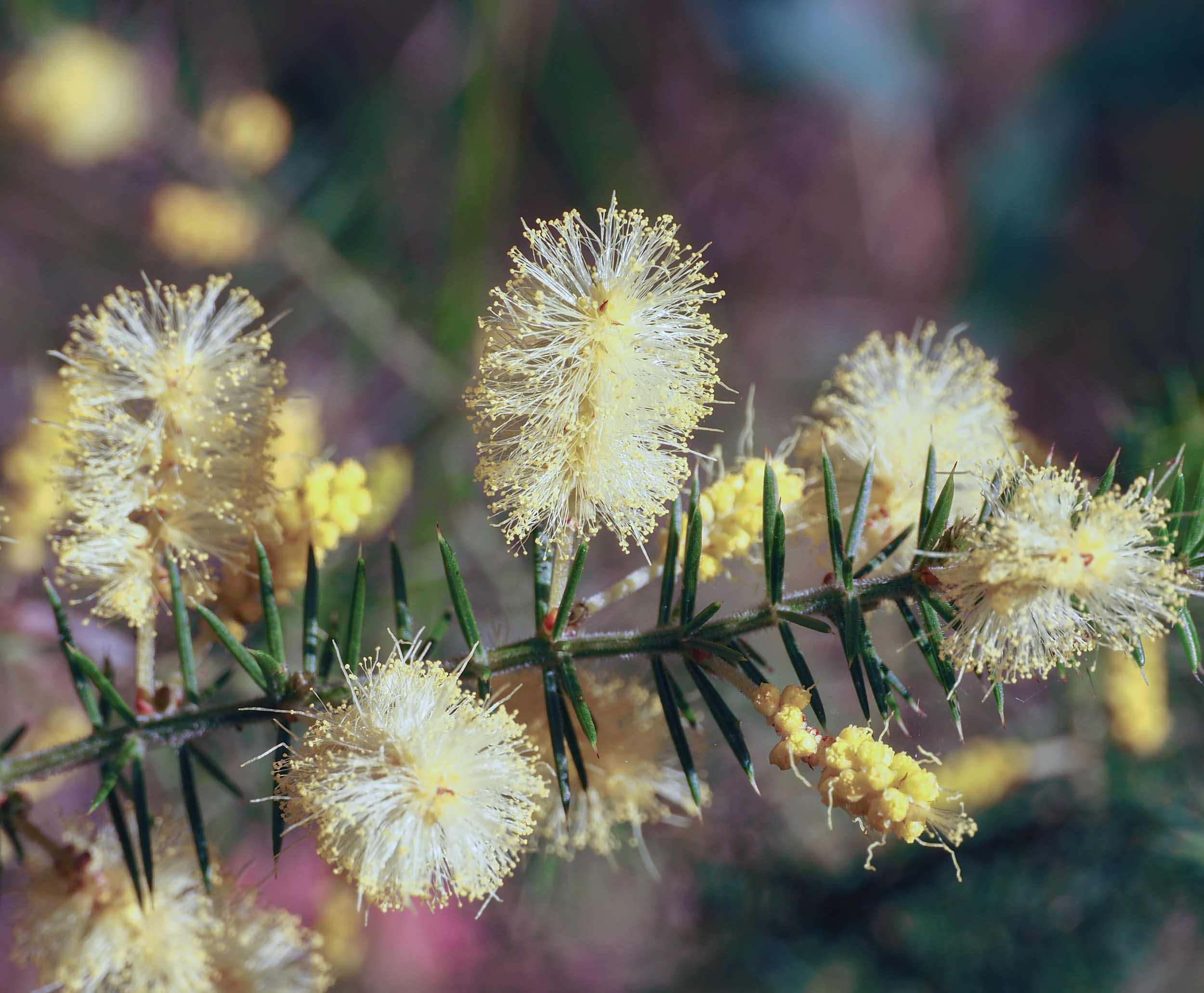   A. verticillata  