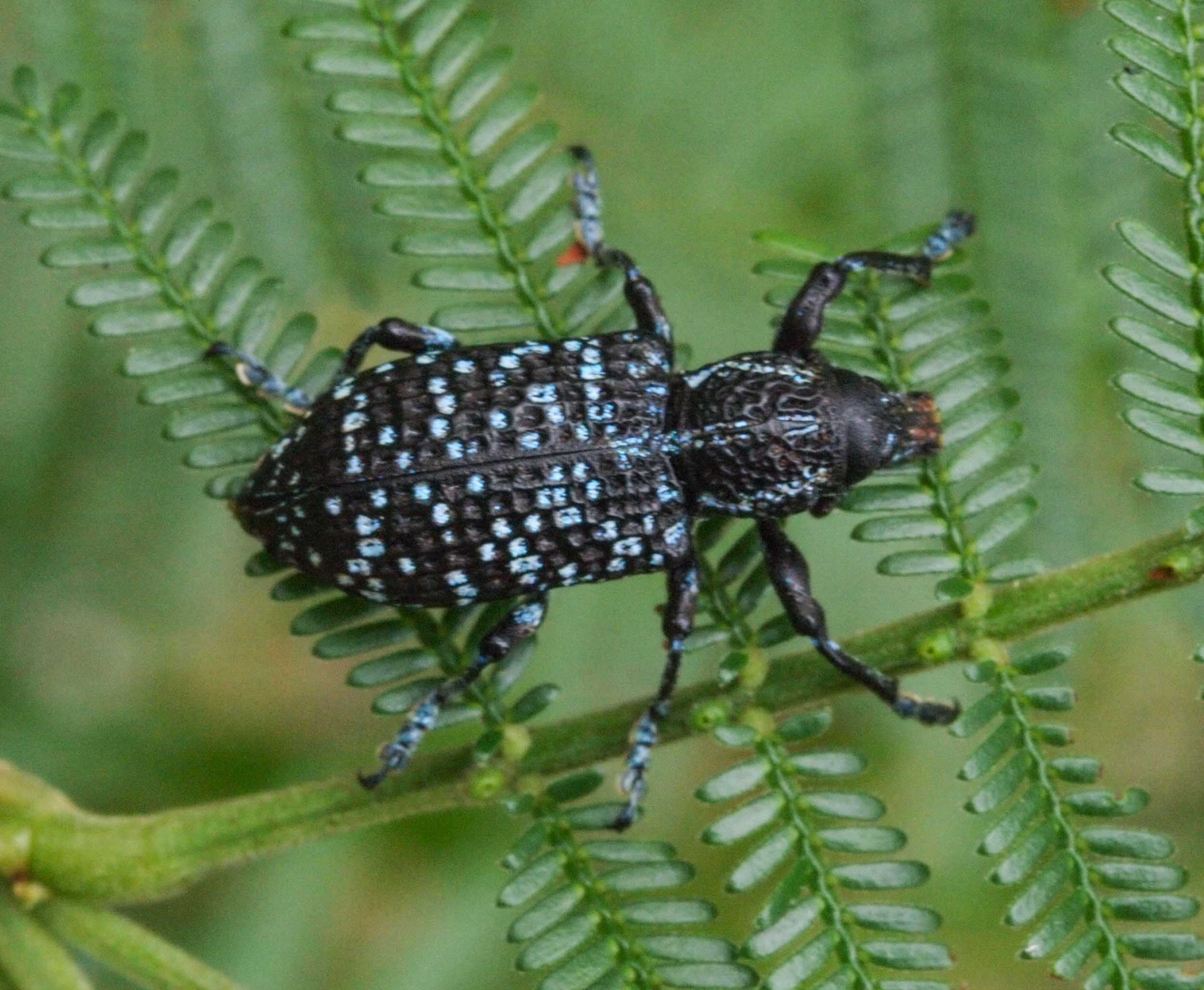  The leaves of A. terminalis are eaten by this insect, the Botany Bay Diamond Weevil,  Chrysolopus spectabilis . 