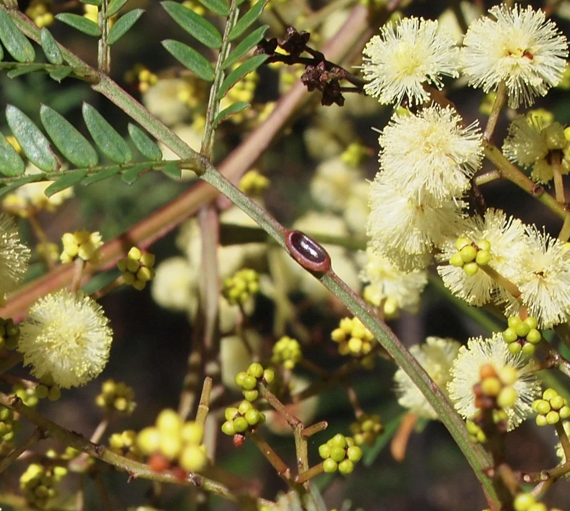 Nectary on a petiole of A. terminalis . Note the nearby flowers.