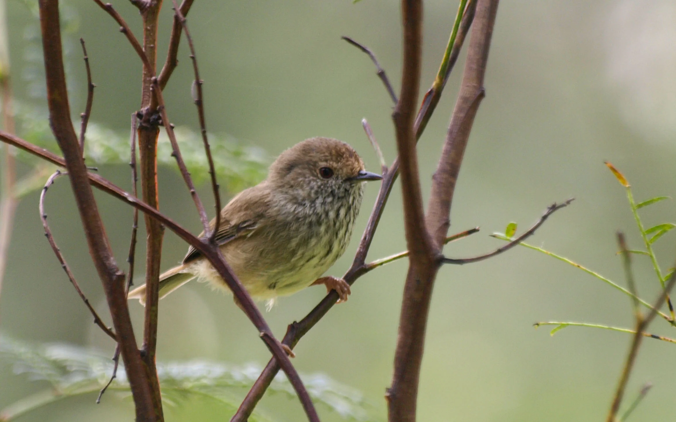Brown Thornbill in an A. terminalis bush