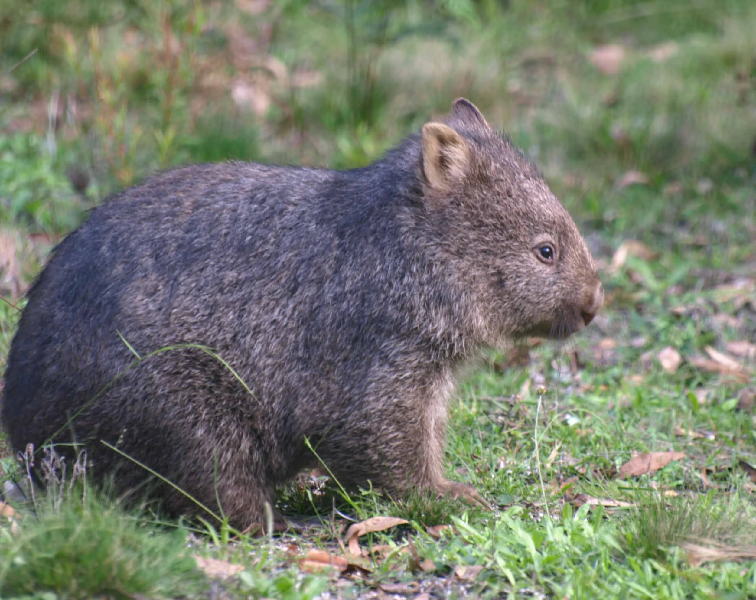 Common Wombat