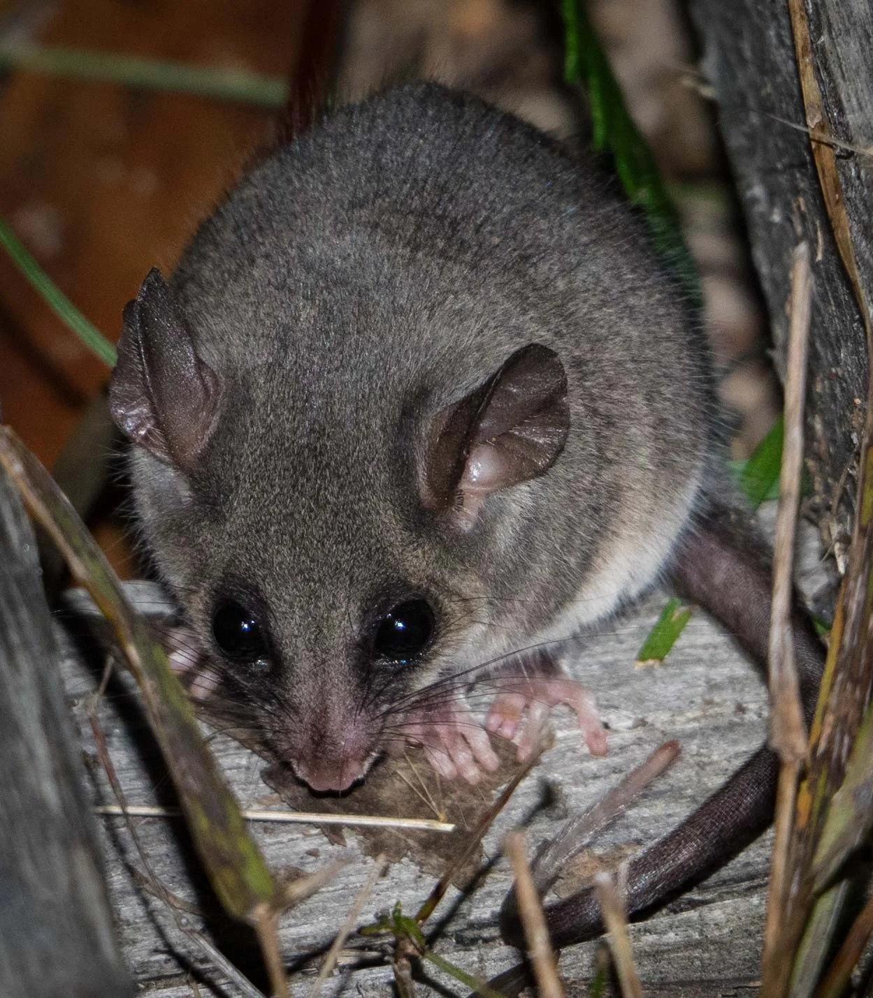 Eastern Pygmy-possum