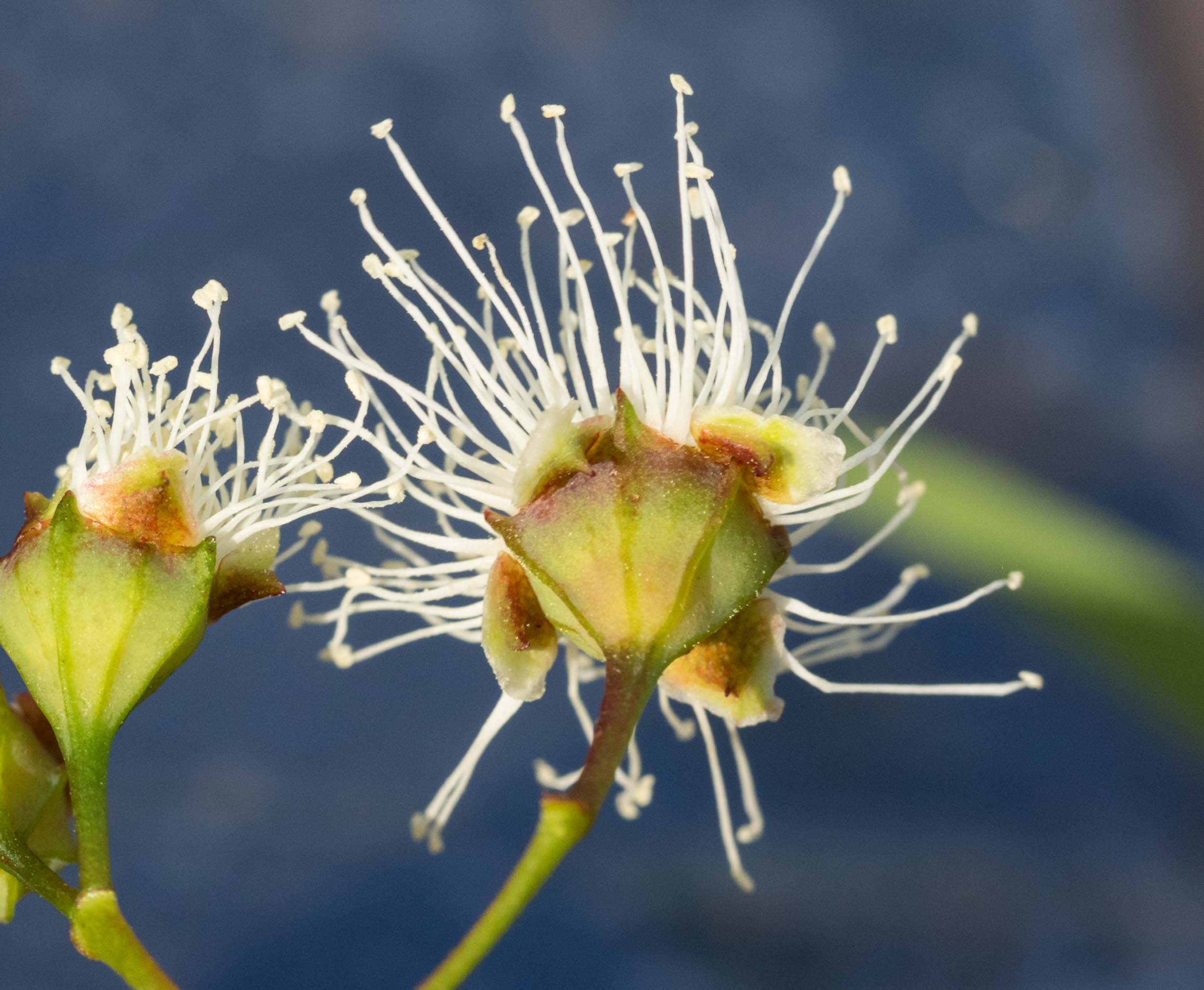   Angophora  flowers have petals (white above, greenish-brown beneath) and sepals (green triangular structures in between petals). 