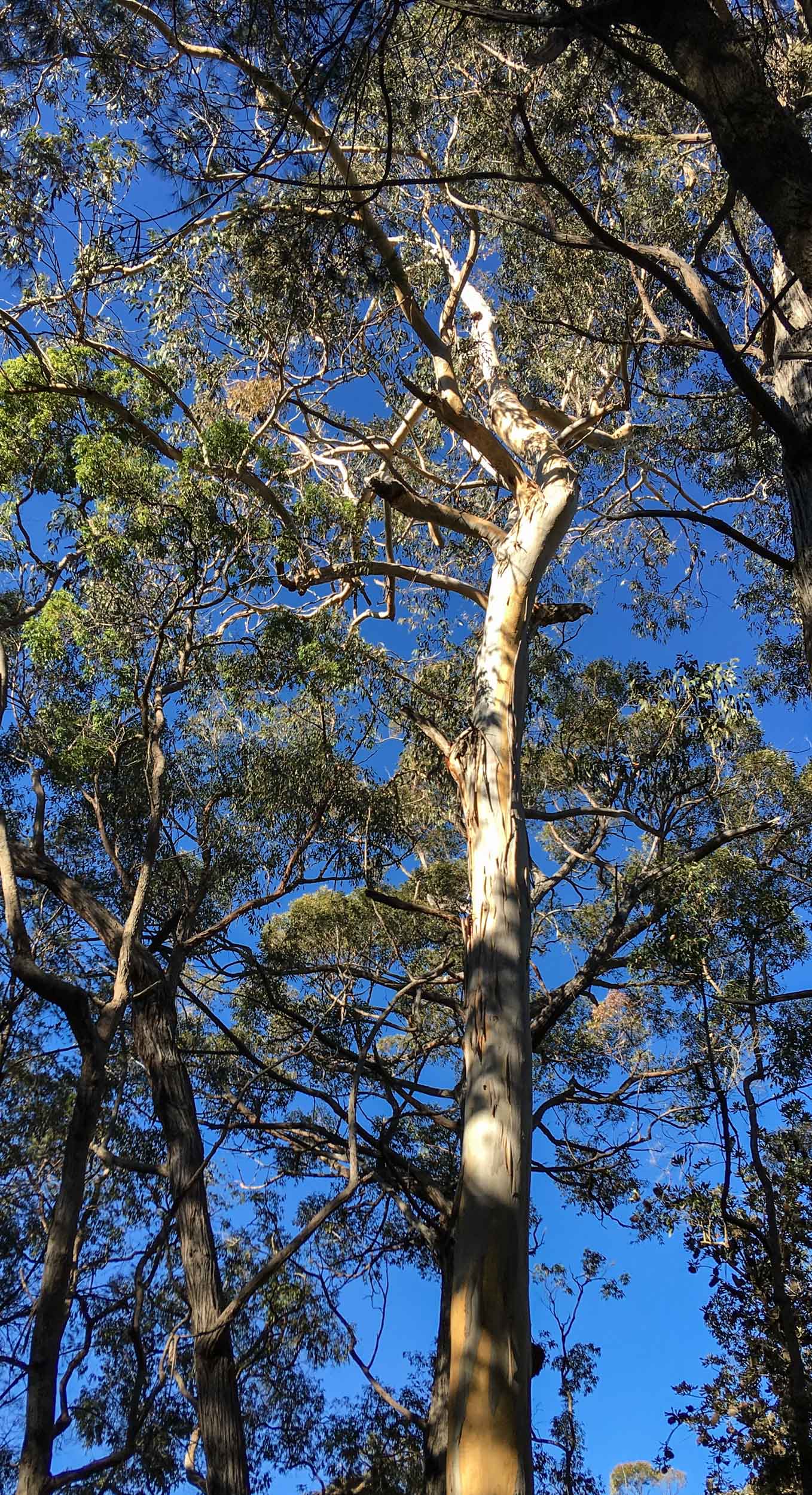   Eucalyptus cypellocarpa  