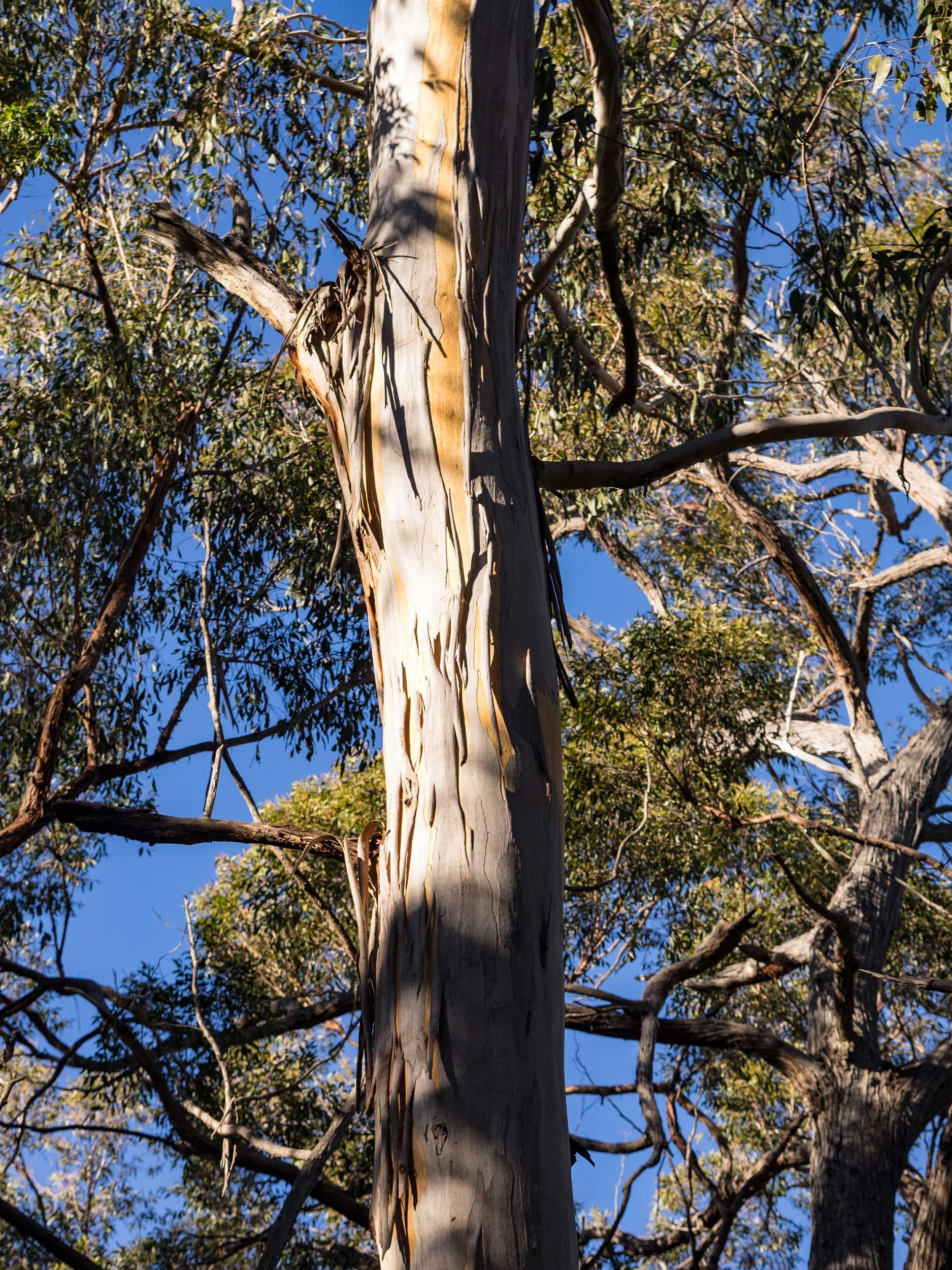 Bark flaking off the trunk