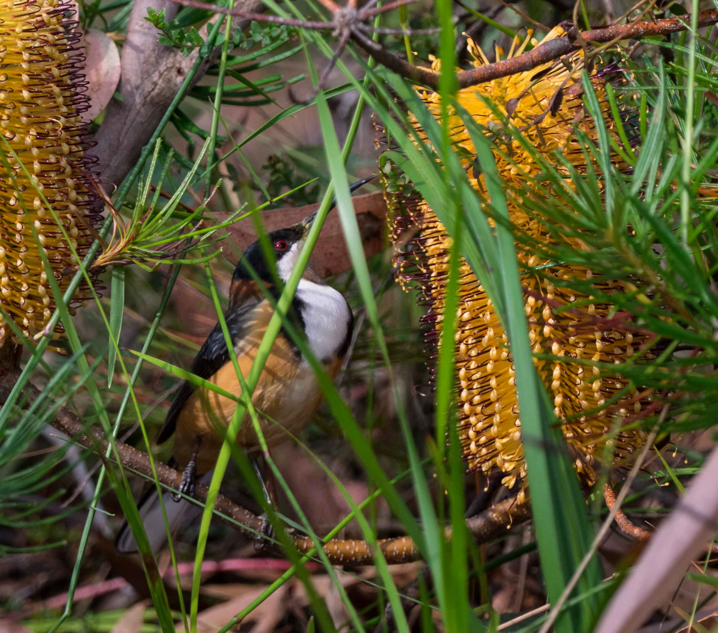 P4170092.jpg