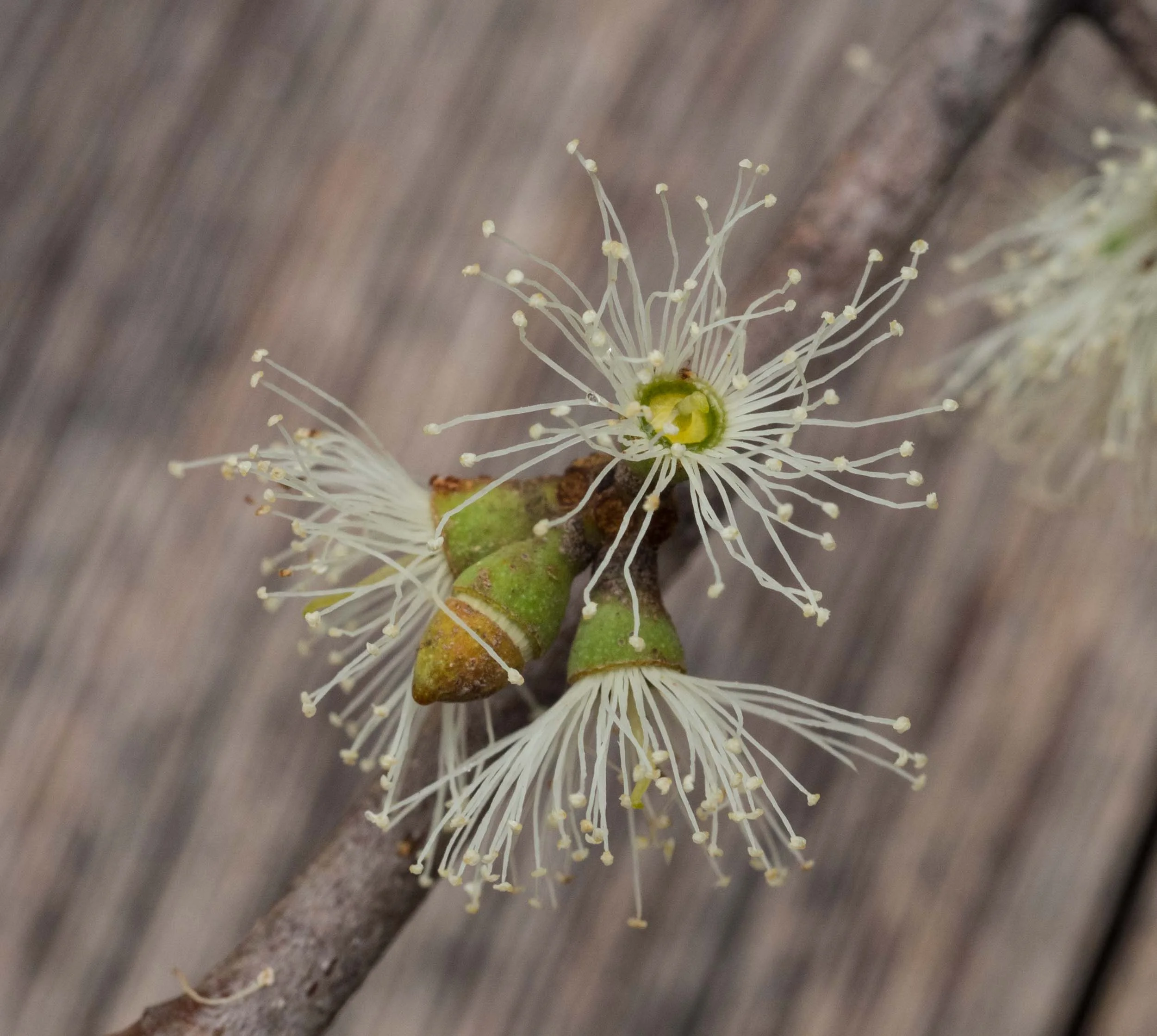 Three E. globoidea flowers and a single bud, which is just about to lose its cap to reveal the stamens beneath.